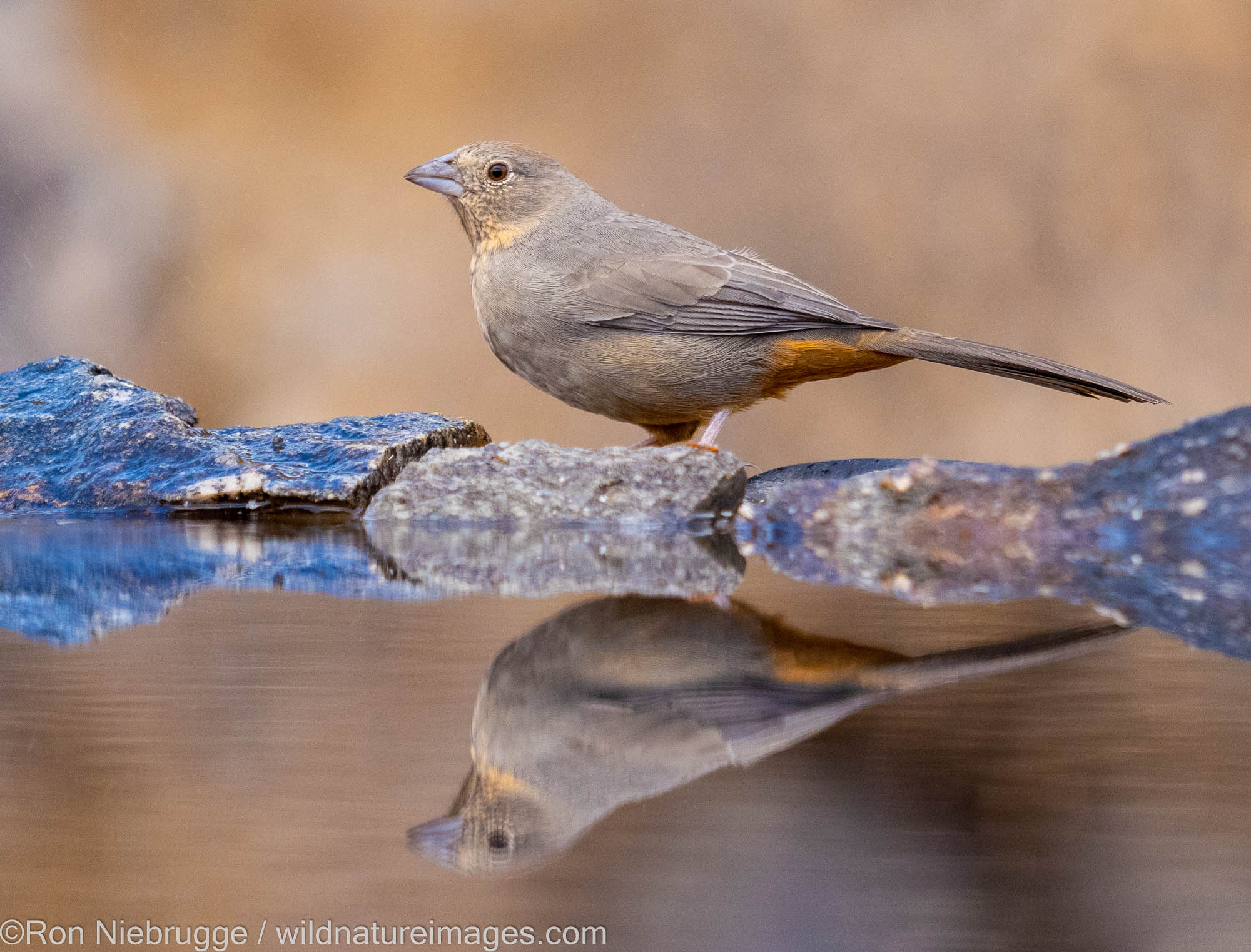 Canyon Towhee, Marana, near Tucson, Arizona.