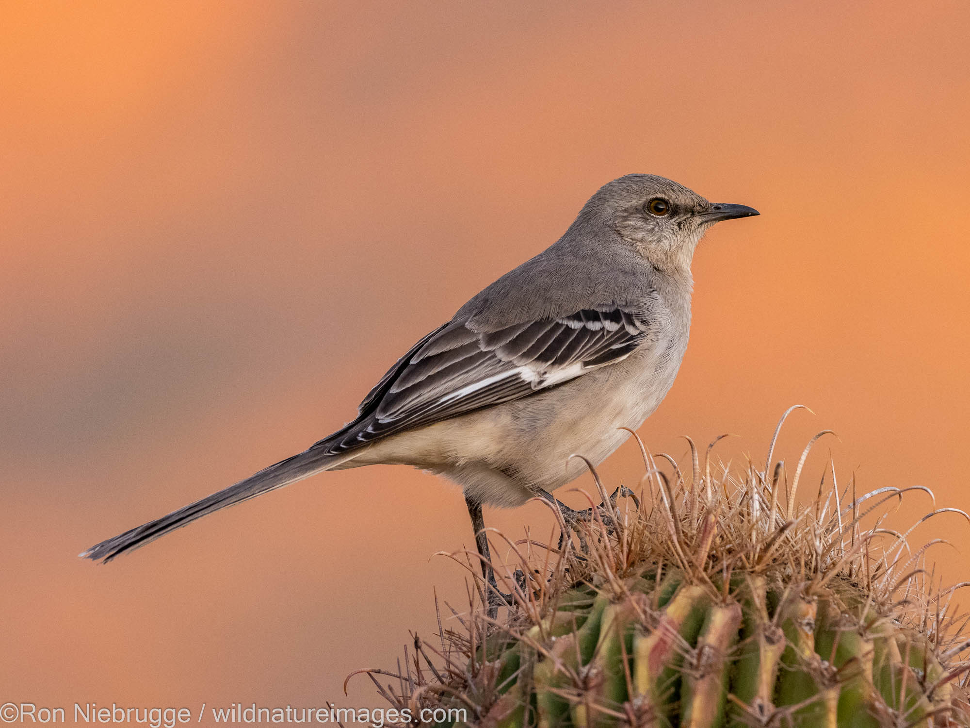 Northern Mockingbird, Marana, near Tucson, Arizona.