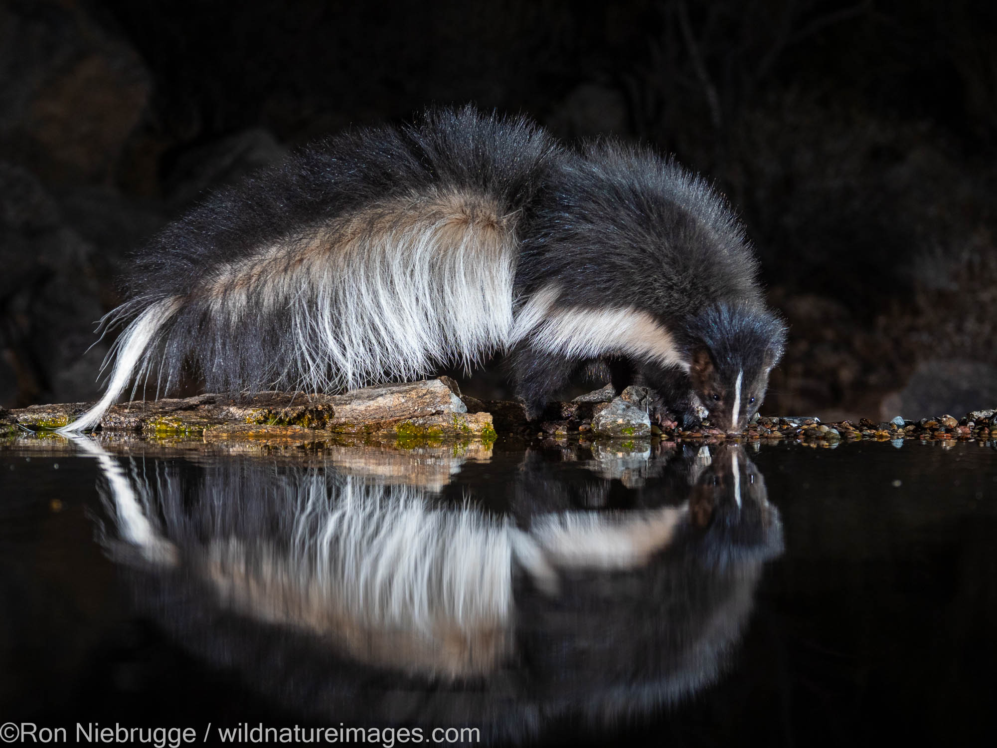 Striped Skunk, Marana, near Tucson, Arizona.
