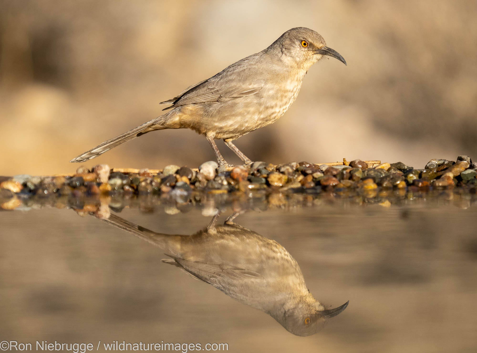 Curve-bill Thrasher, Marana, near Tucson, Arizona.