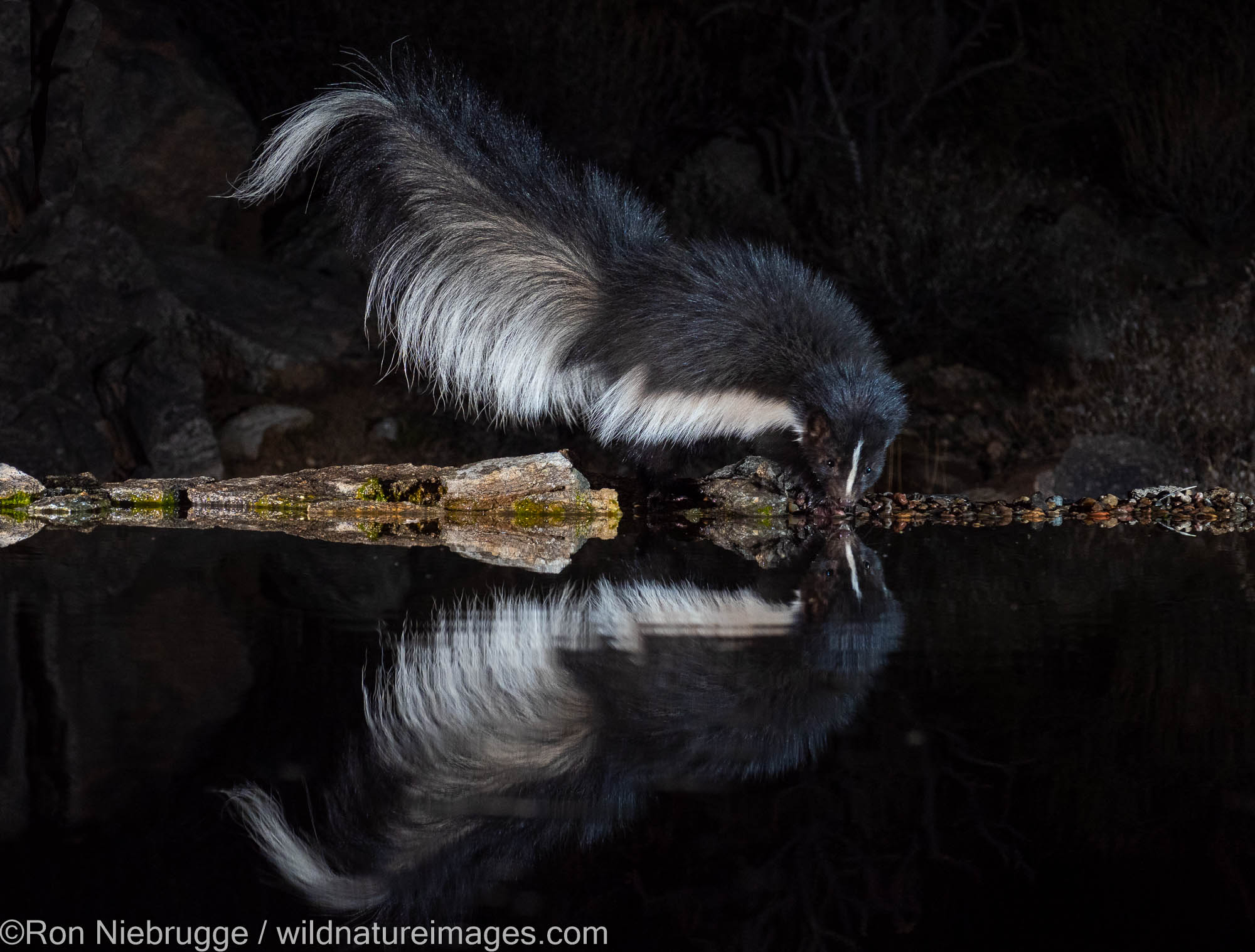 Stripped skunk, Marana, near Tucson, Arizona.