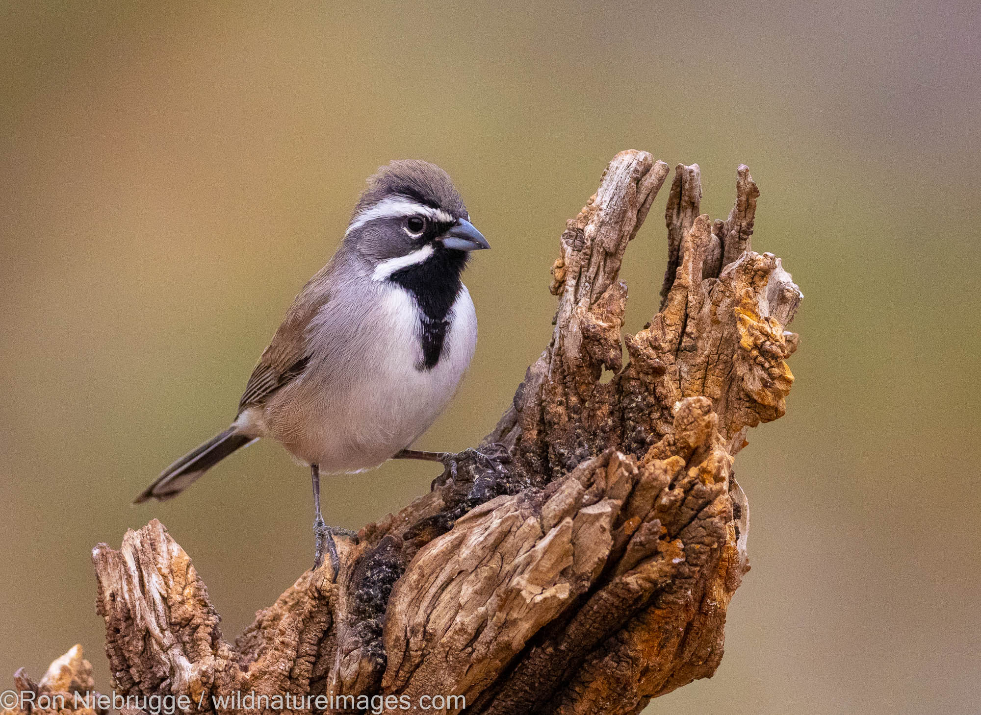 Black-throated Sparrow, Marana, near Tucson, Arizona.