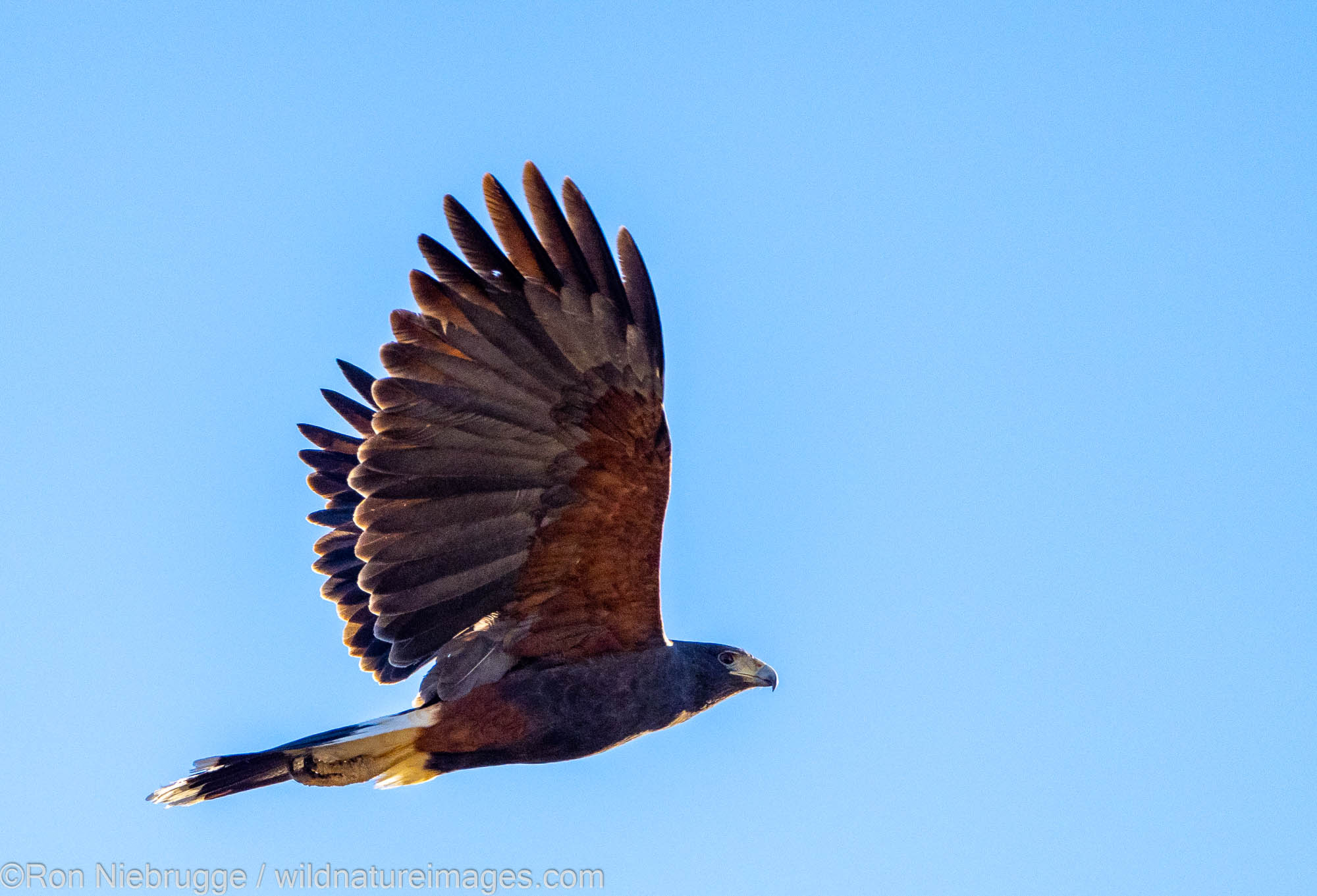 Harris's Hawk, Marana, near Tucson, Arizona.