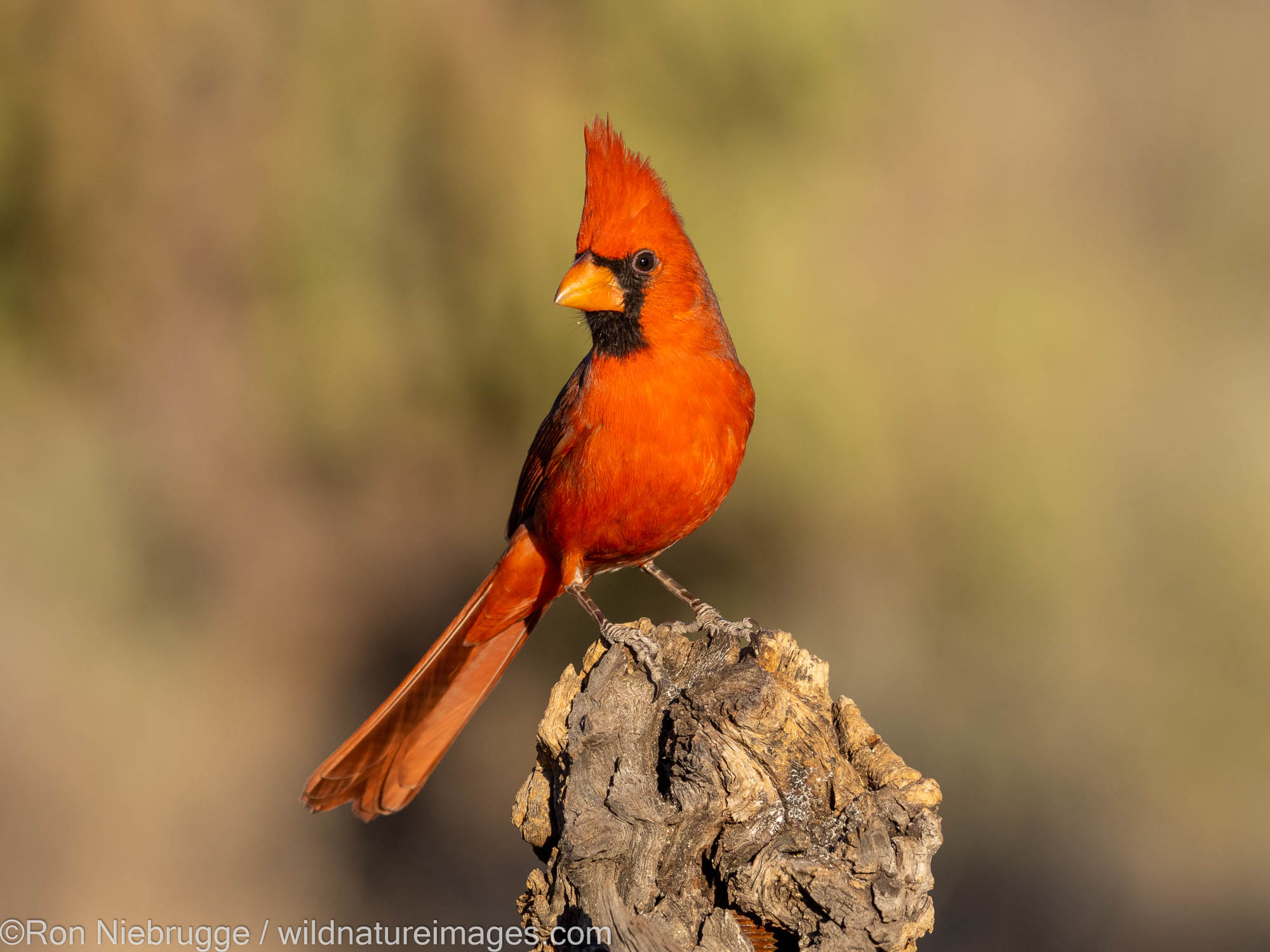 Northern Cardinal, Marana, near Tucson, Arizona.