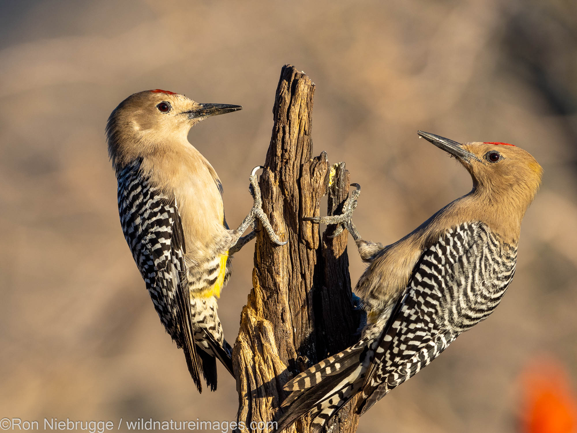 Gila Woodpeckers, Marana, near Tucson, Arizona.