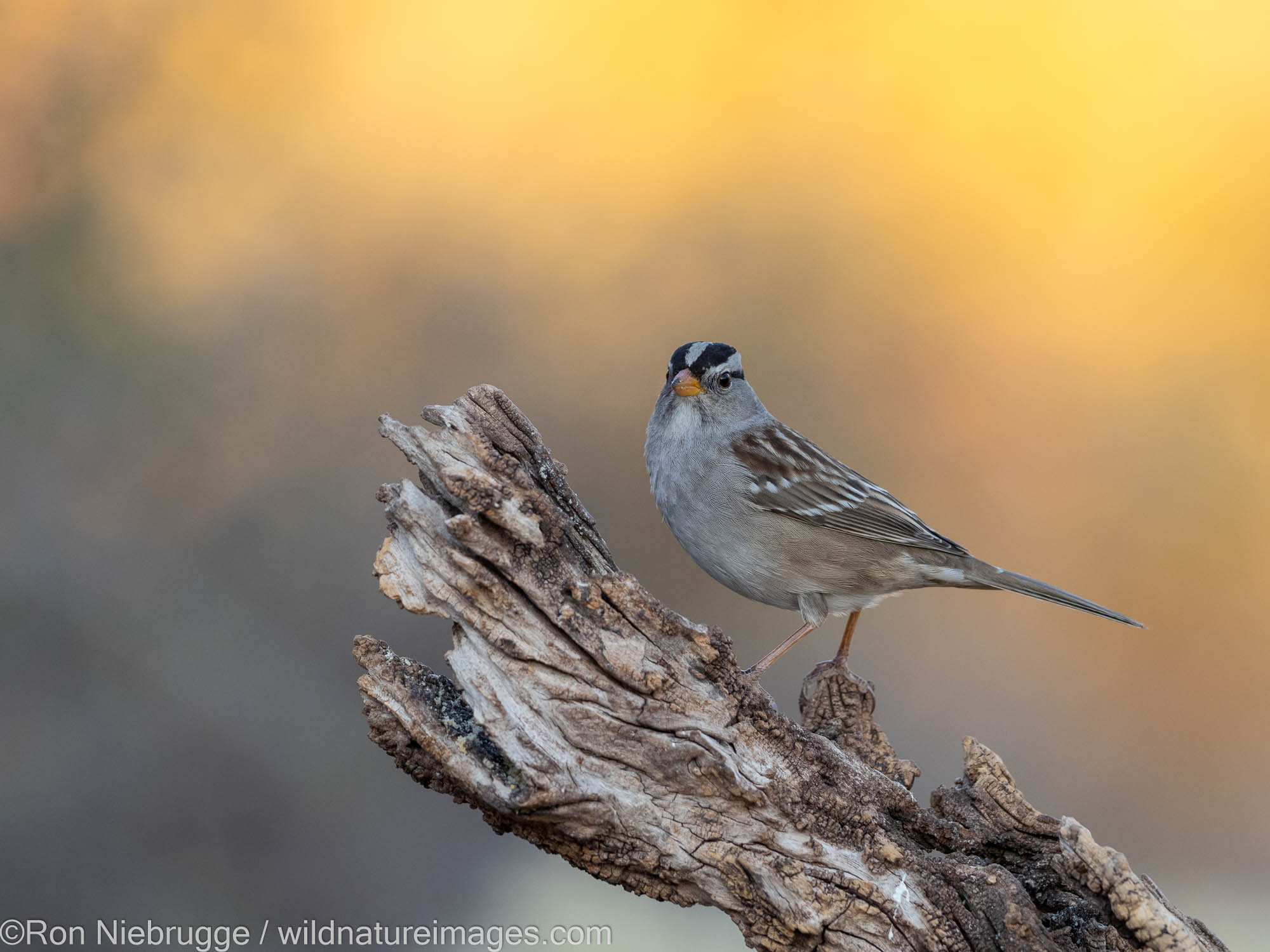 White-crowned Sparrow, Marana, near Tucson, Arizona.