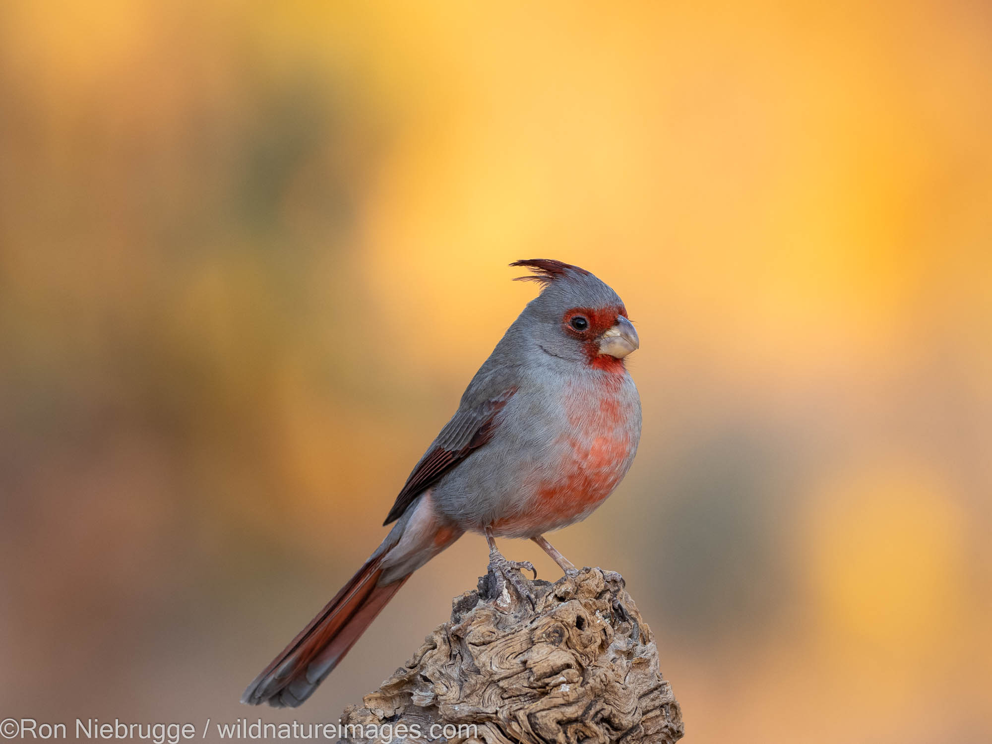 Pyrrhuloxia, Marana, near Tucson, Arizona.
