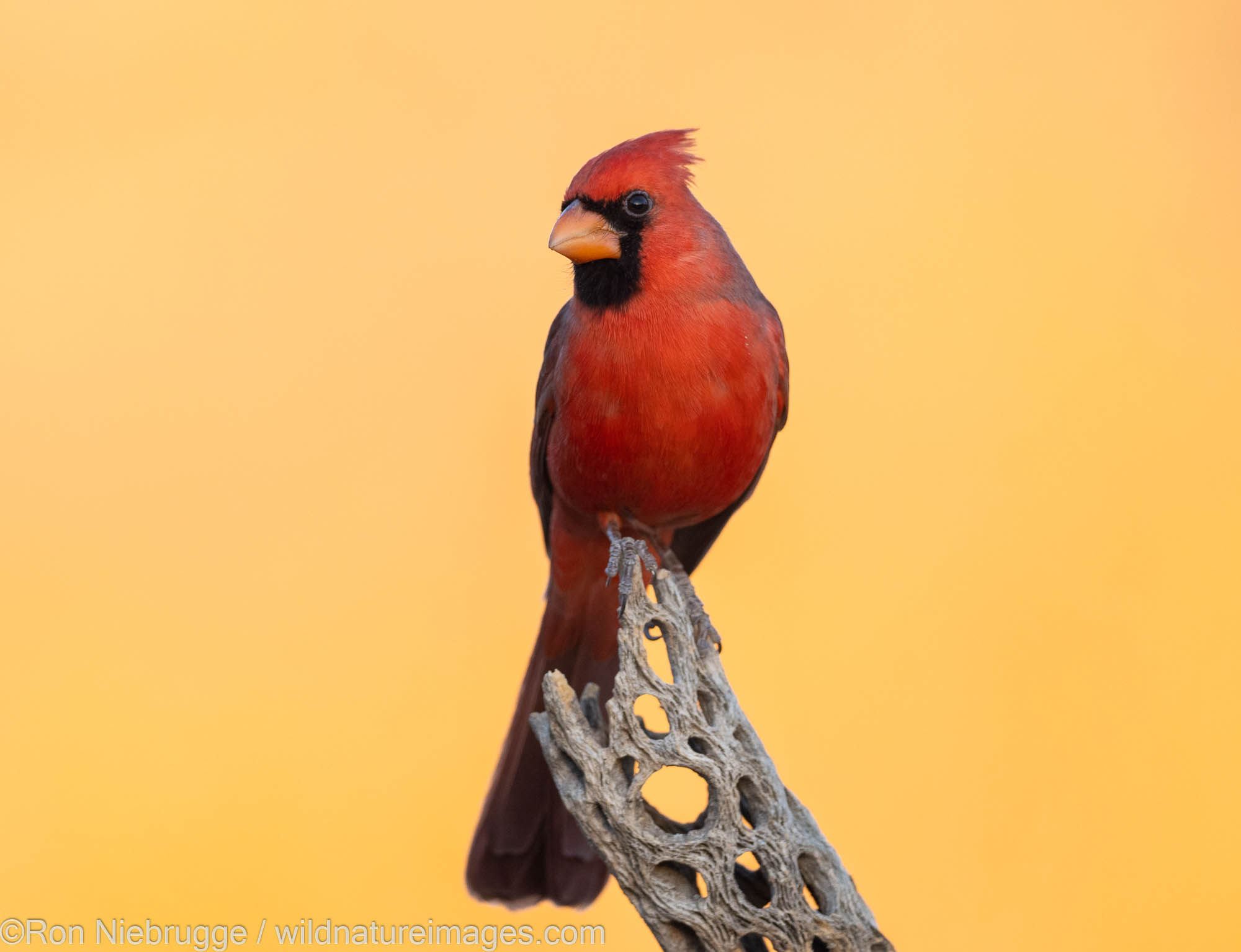 Northern Cardinal, Marana, near Tucson, Arizona.