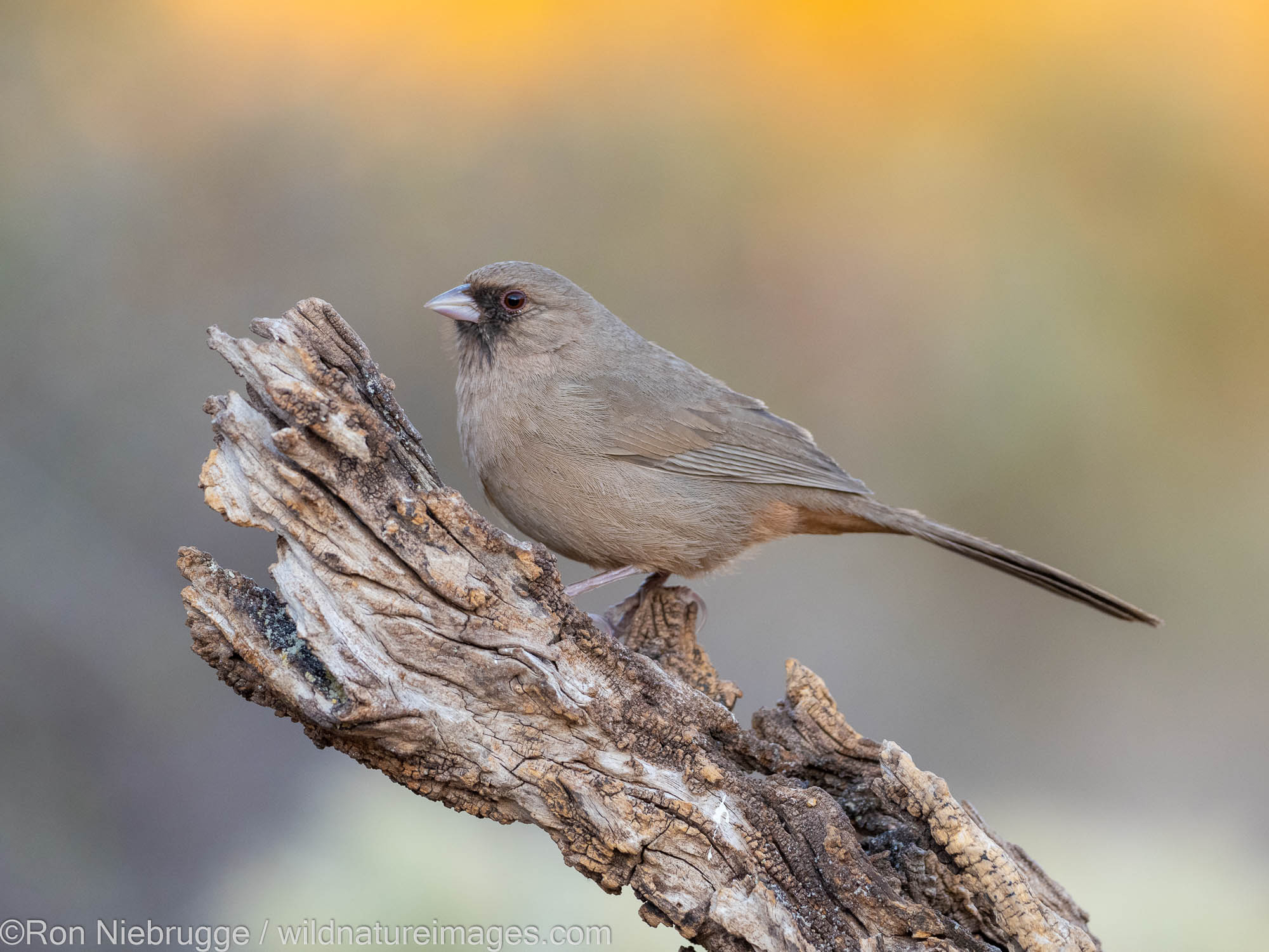 Abert's Towhee, Marana, near Tucson, Arizona.