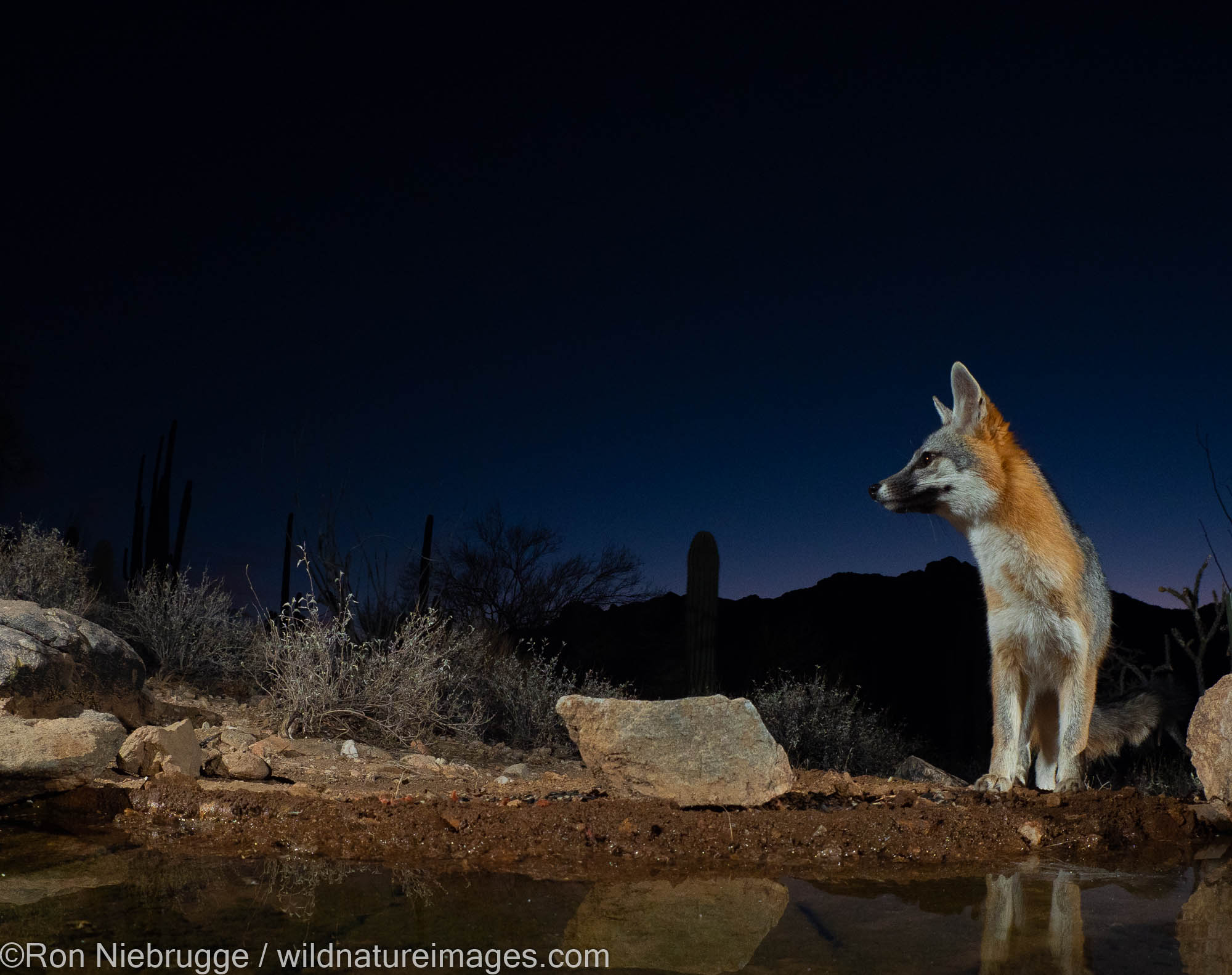 Gray Fox, Marana, near Tucson, Arizona.