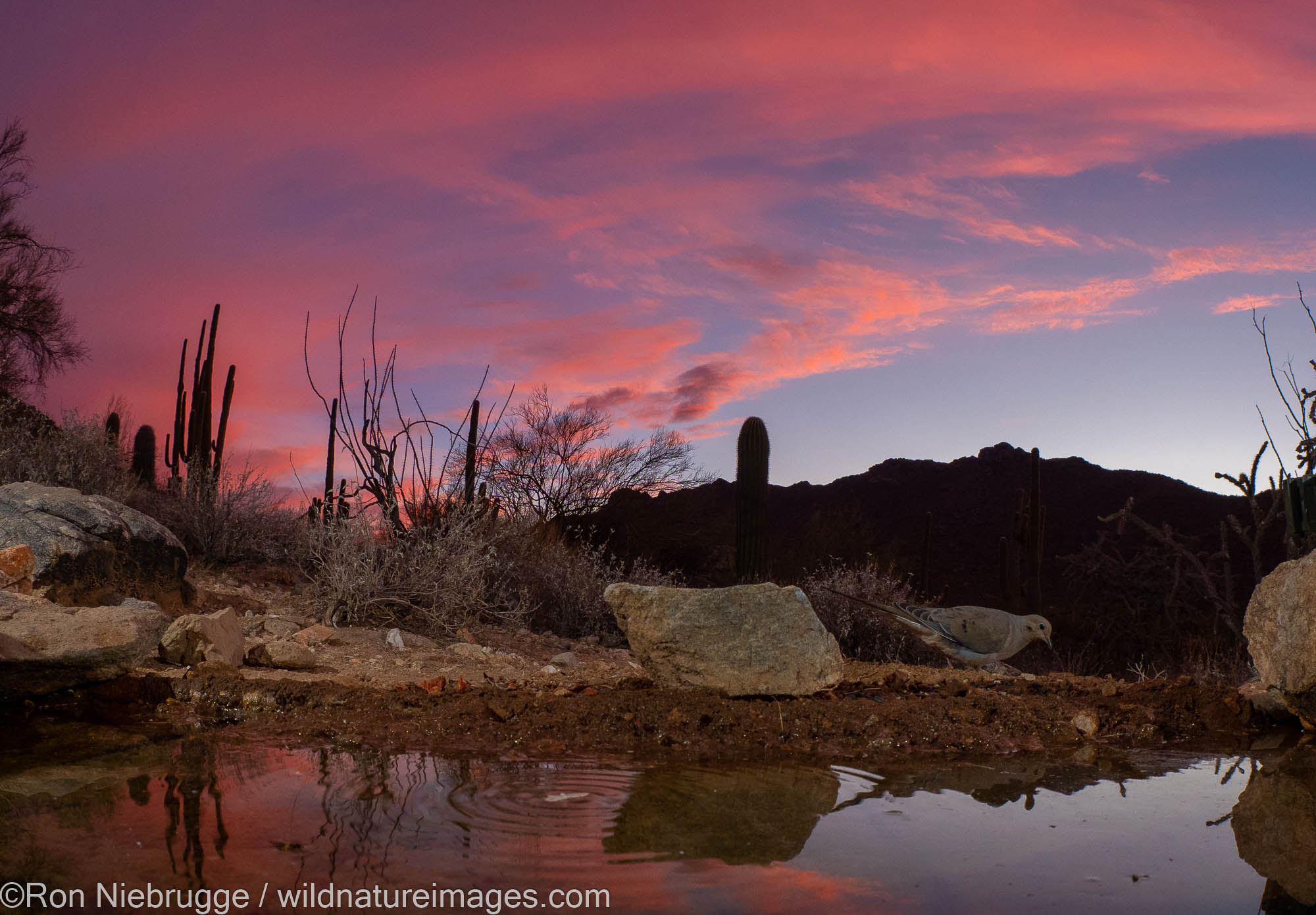 Desert Sunrise, Marana, near Tucson, Arizona.
