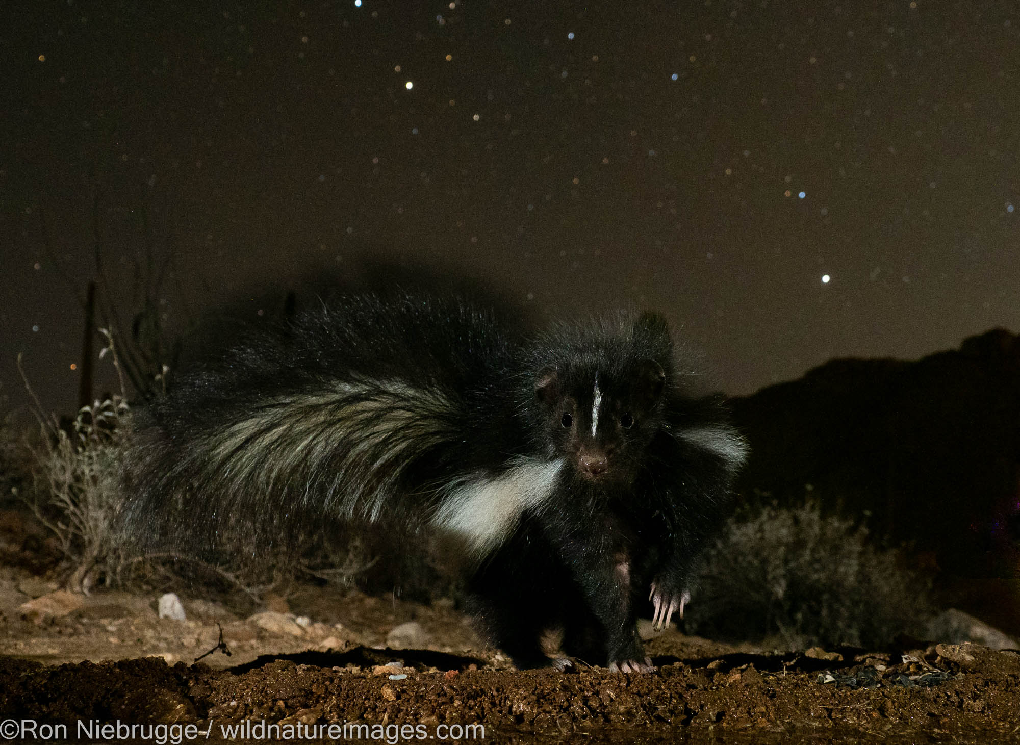 Striped Skunk, Marana, near Tucson, Arizona.