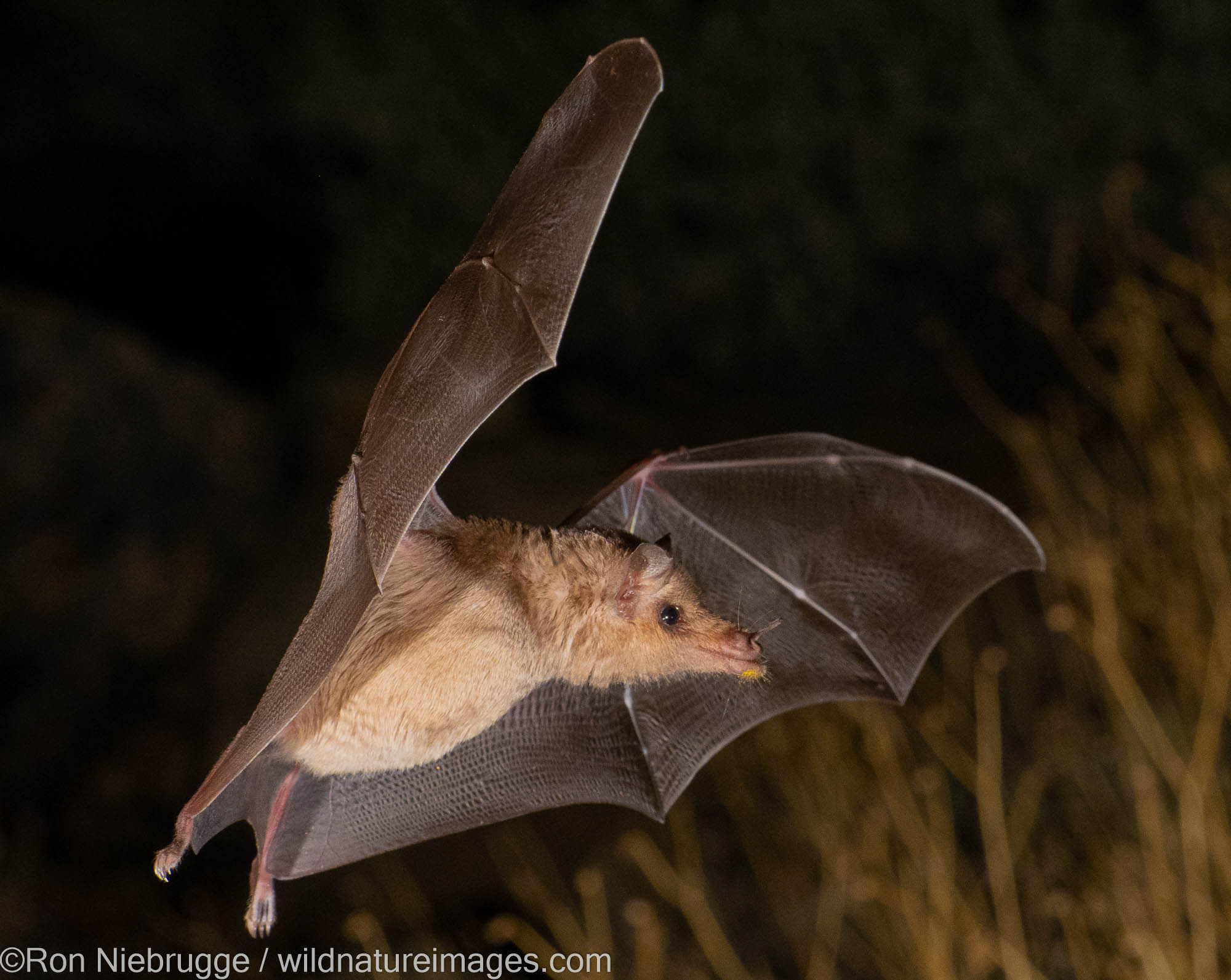 Bat, Marana, near Tucson, Arizona.