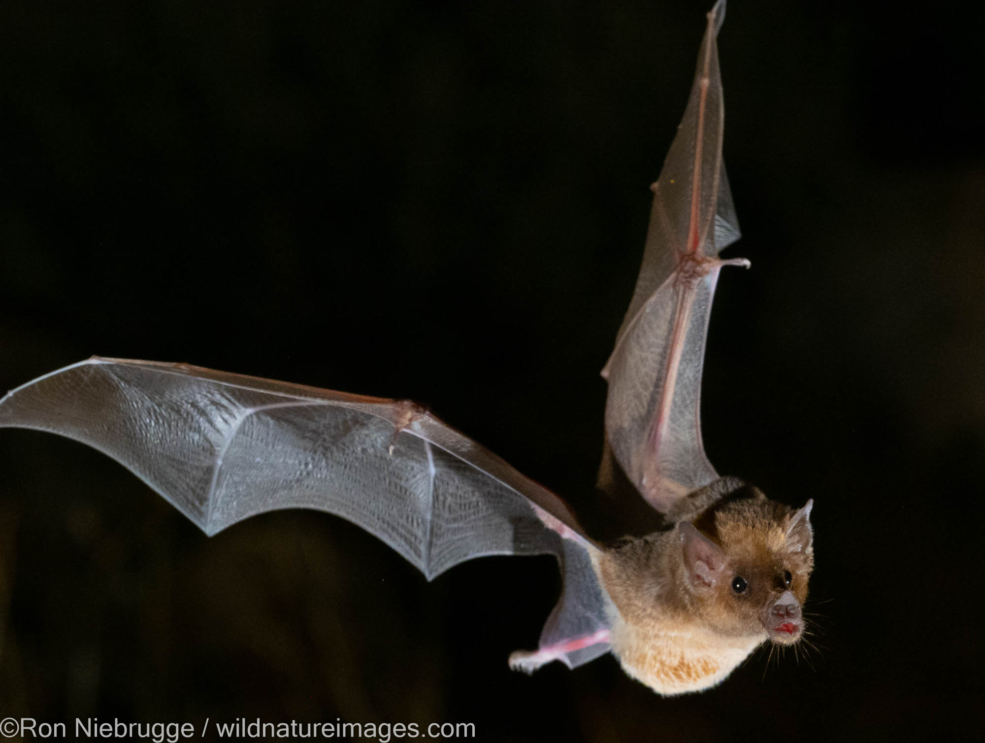 Bat, Marana, near Tucson, Arizona.
