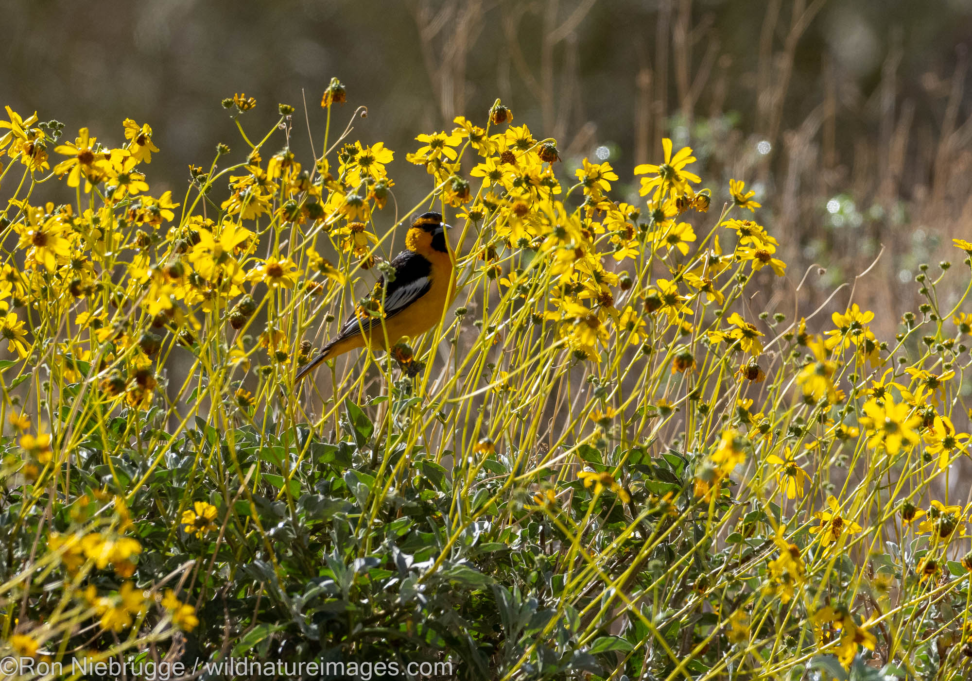 Bullock's Oriole, Marana, near Tucson, Arizona.