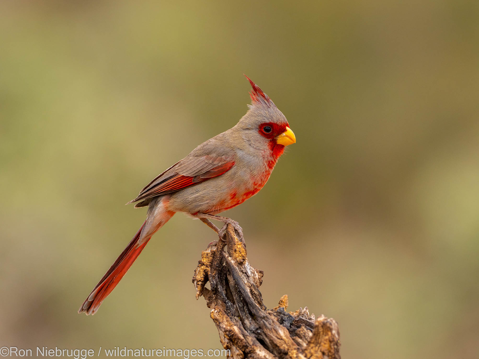 Pyrrhuloxia, Marana, near Tucson, Arizona.