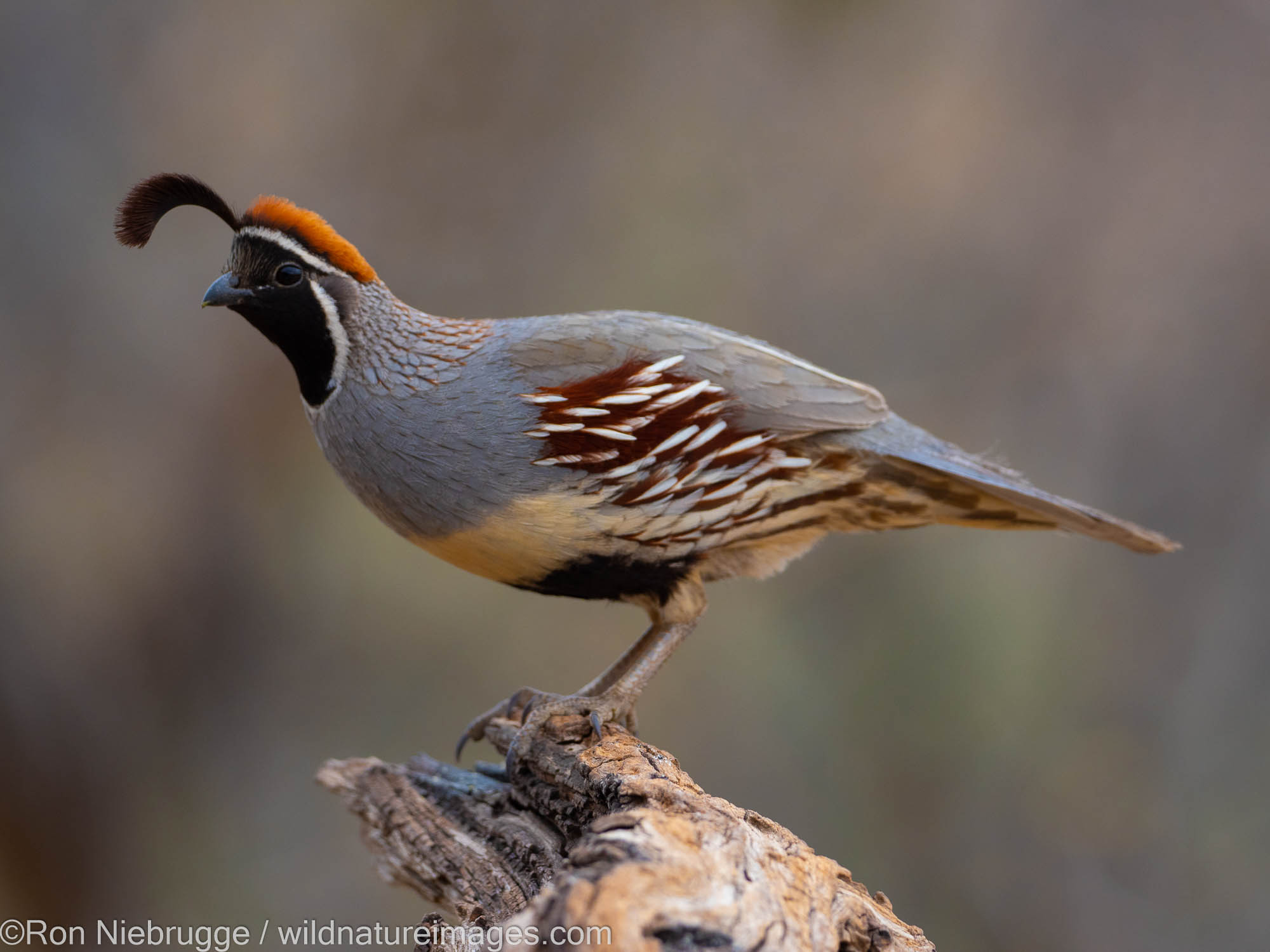 Gambel's Quail, Marana, near Tucson, Arizona.