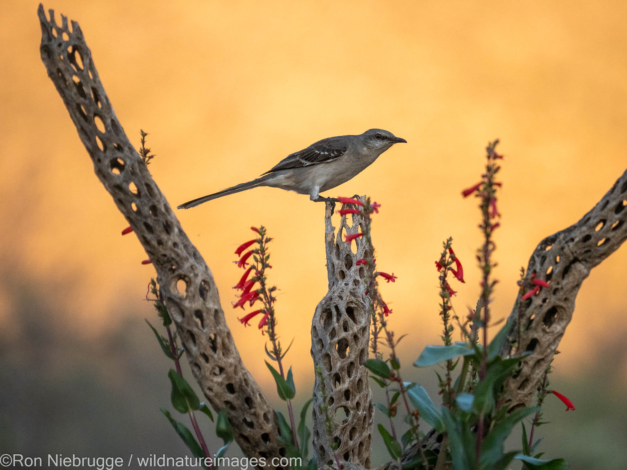 Northern Mockingbird, Marana, near Tucson, Arizona.