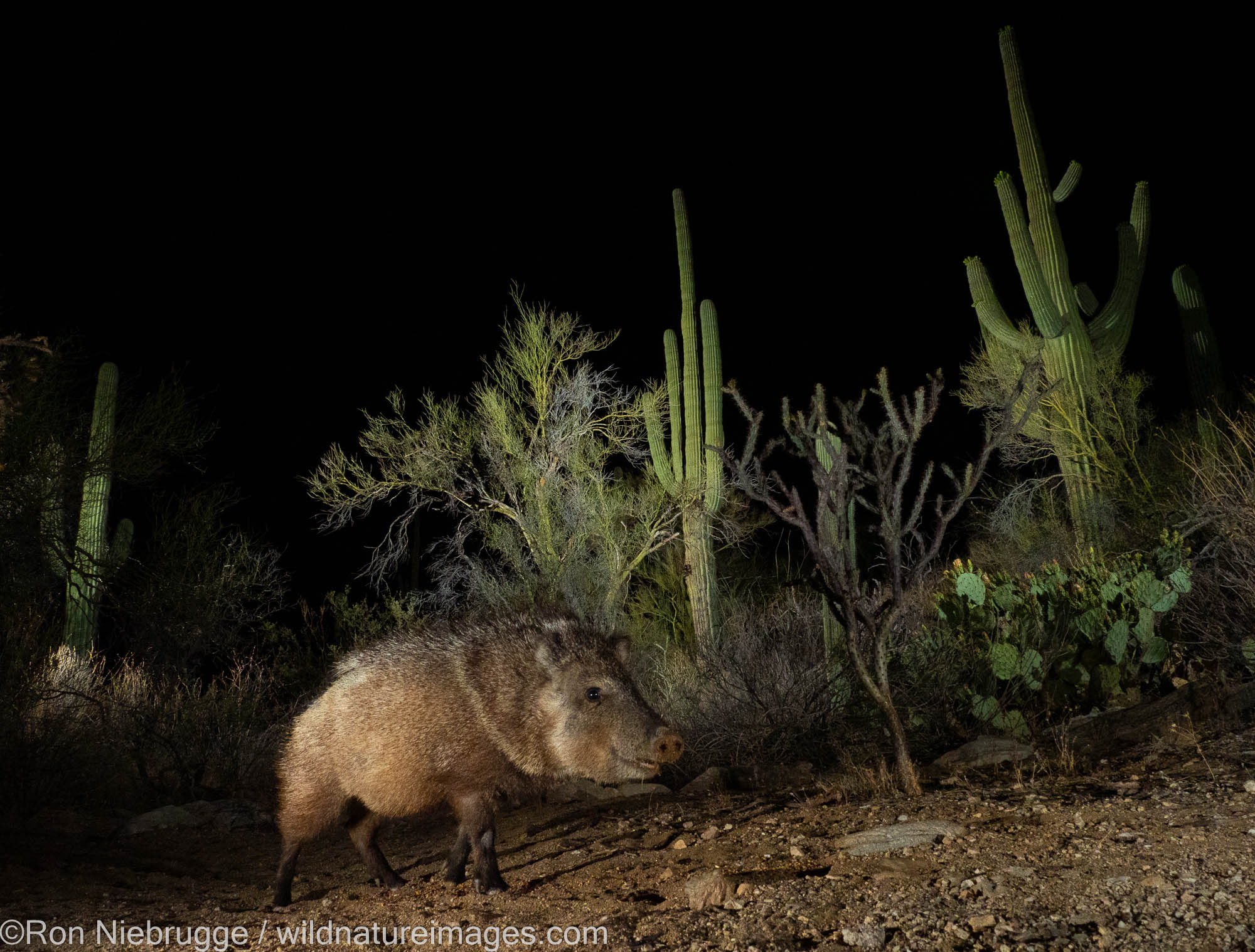 Javalina, Marana, near Tucson, Arizona.