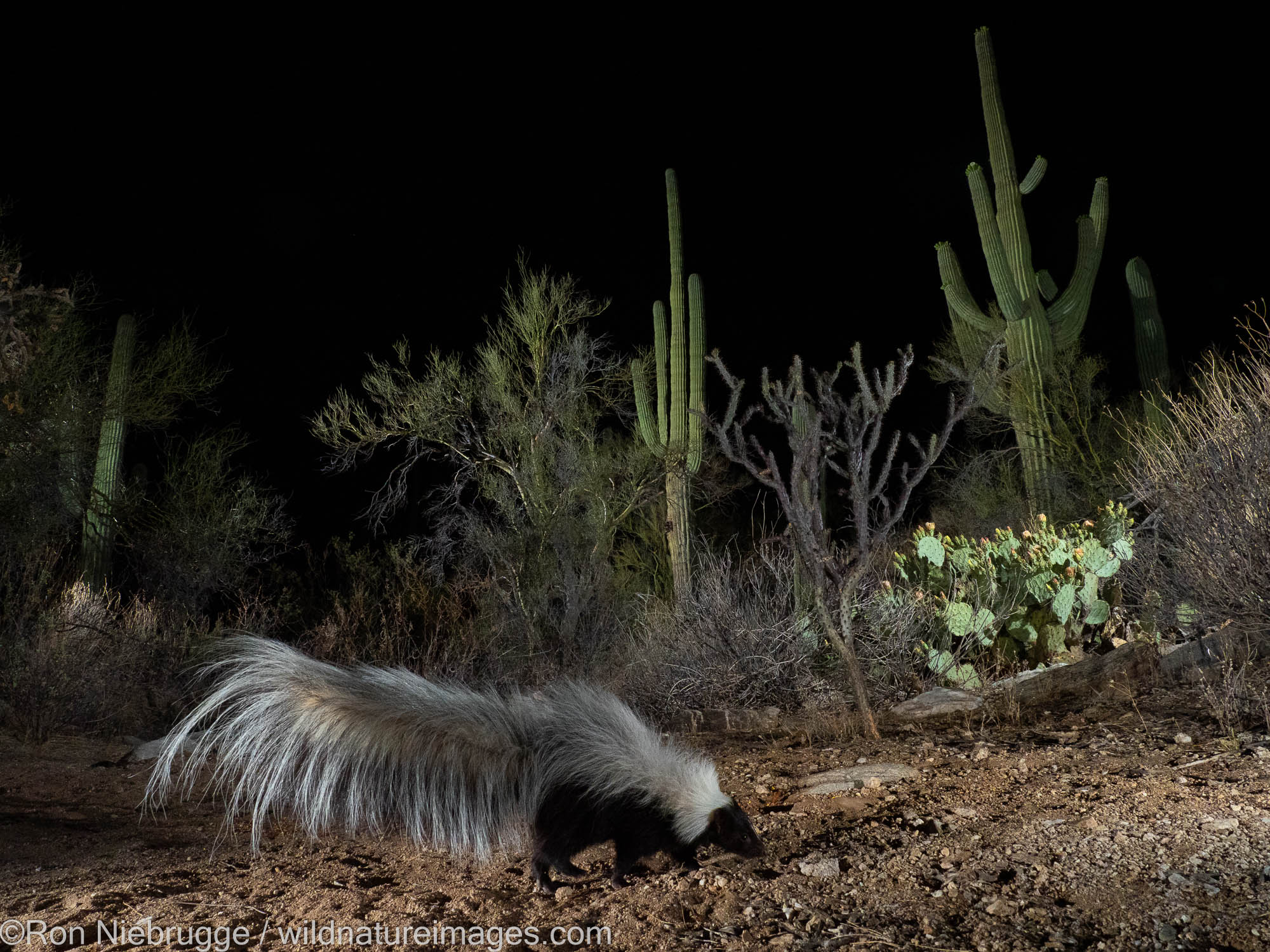 Hooded Skunk, Marana, near Tucson, Arizona.