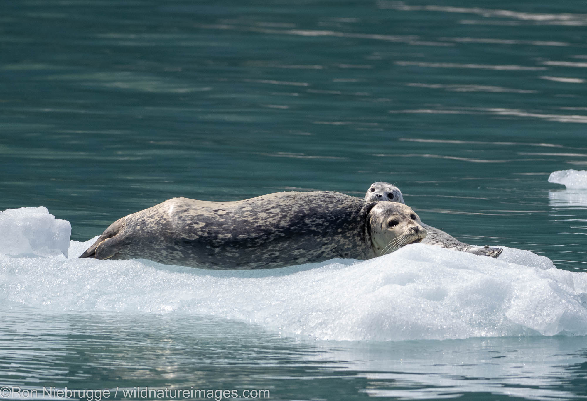 Harbor seals in front of Northwestern Glacier in Northwestern Fjord, Kenai Fjords National Park, near Seward, Alaska.