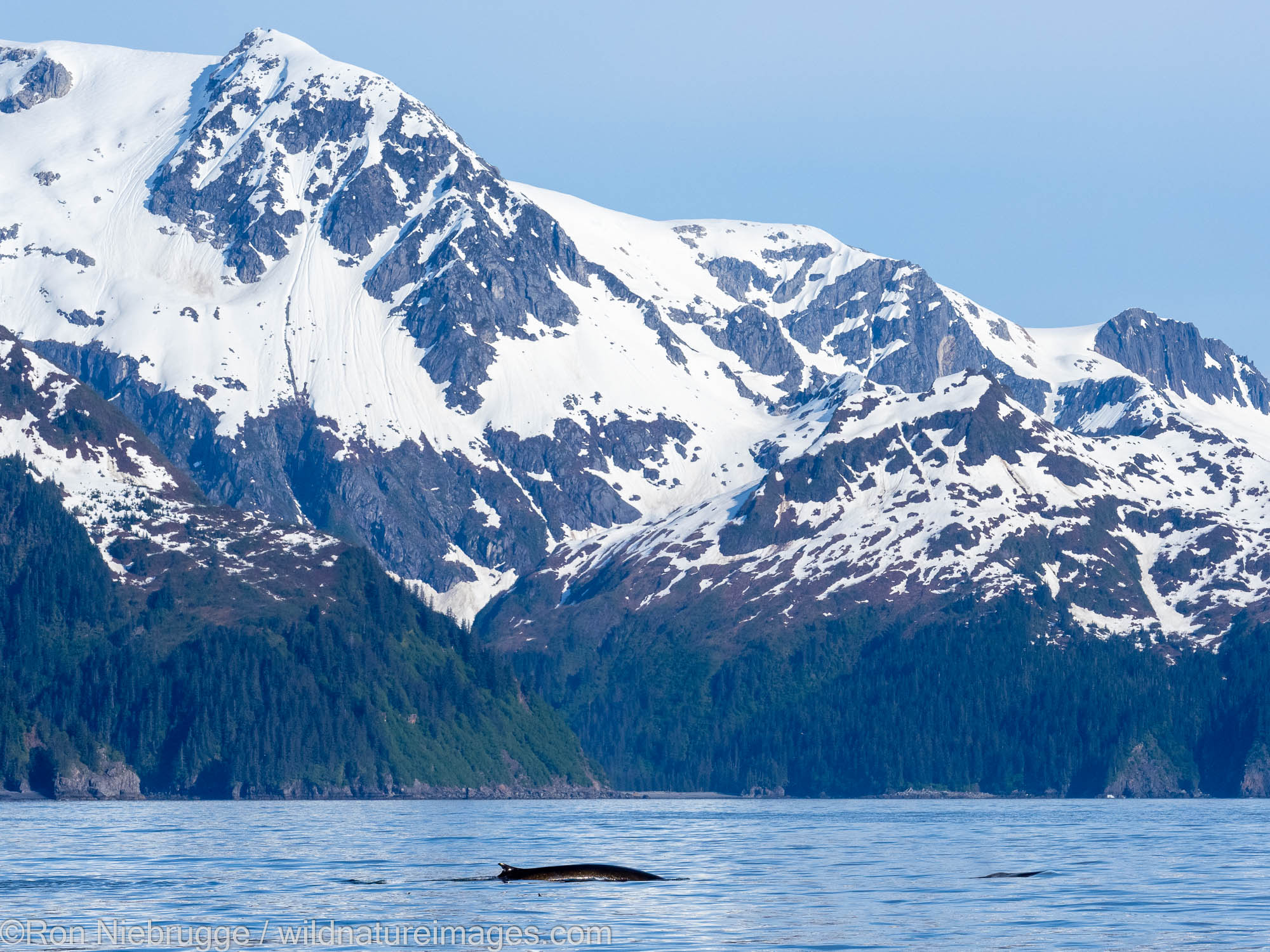 Fin whales, Aialik Bay, Kenai Fjords National Park, near Seward, Alaska.