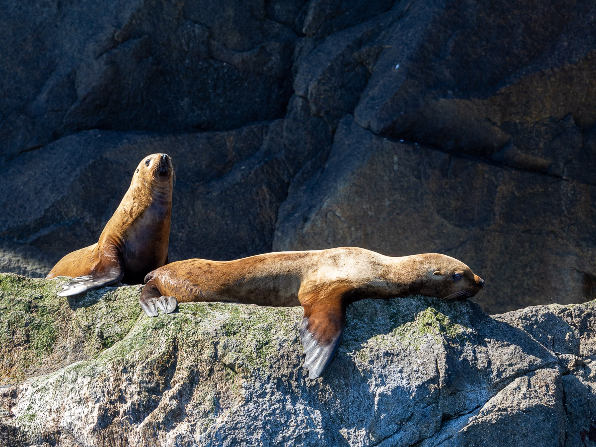 Steller sea lions, Chiswell Islands, Kenai Fjords National Park, near Seward, Alaska.