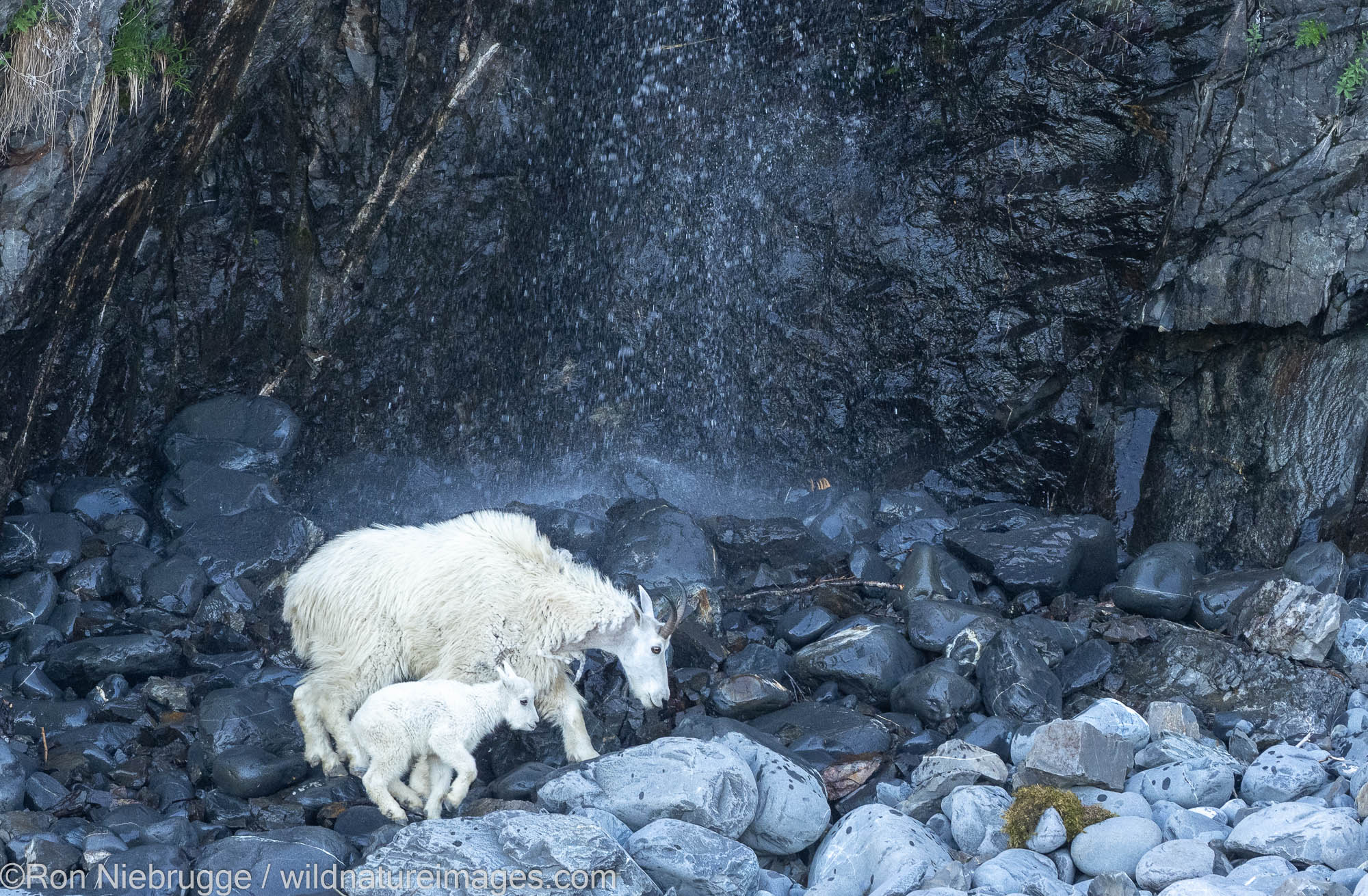 Mountain goats, Kenai Fjords National Park, near Seward, Alaska.