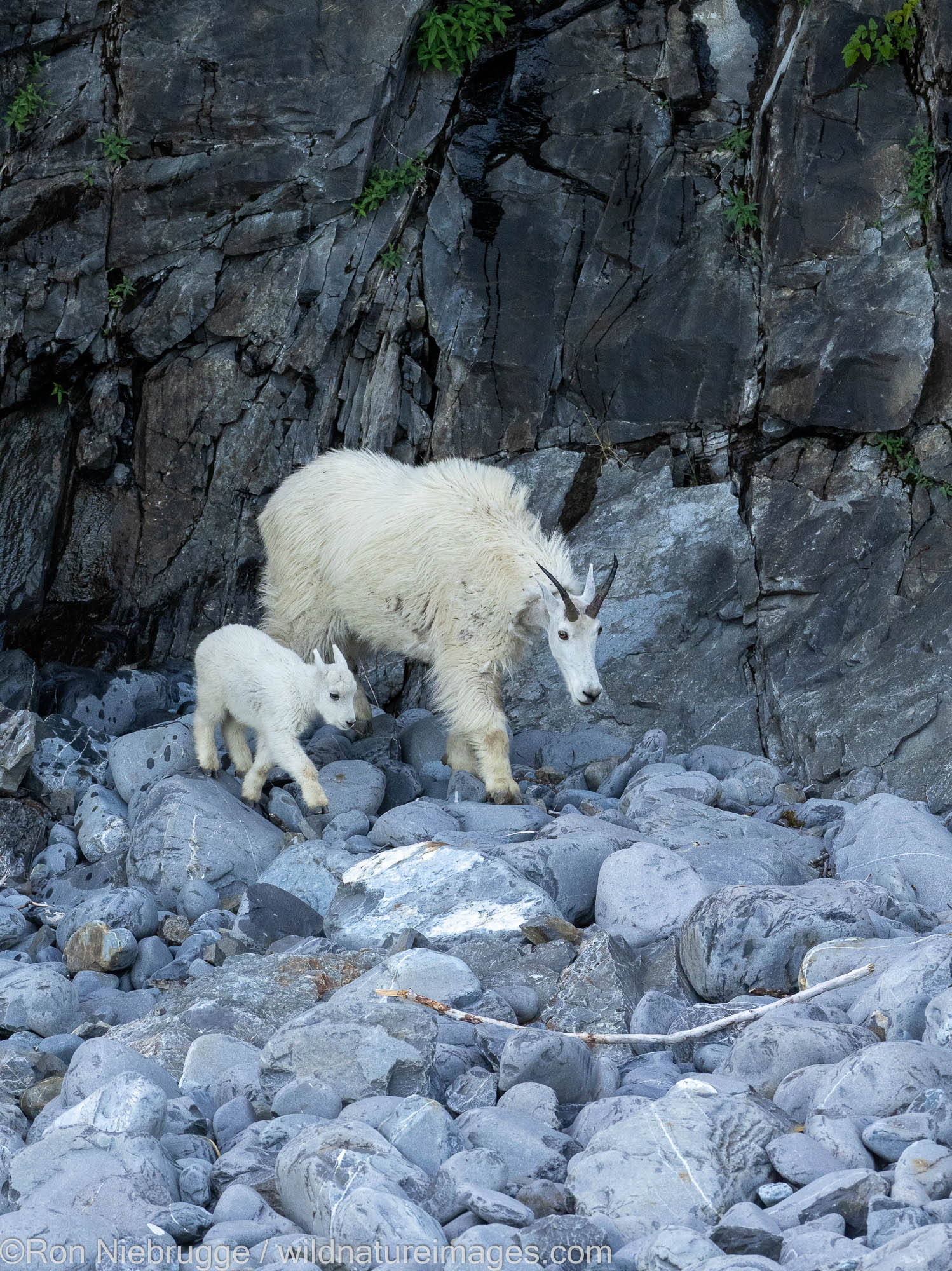 Mountain goats, Kenai Fjords National Park, near Seward, Alaska.