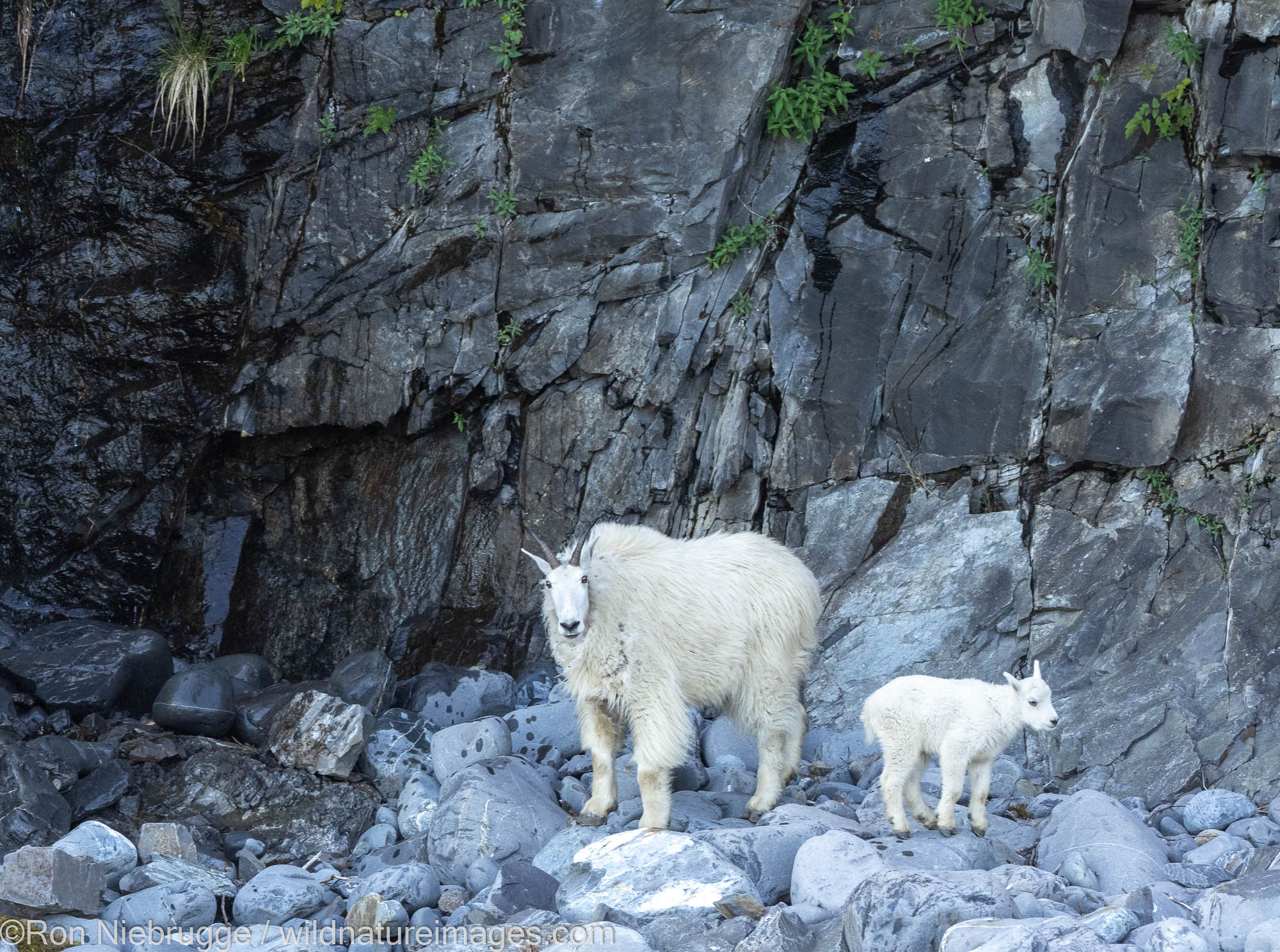 Mountain goats, Kenai Fjords National Park, near Seward, Alaska.