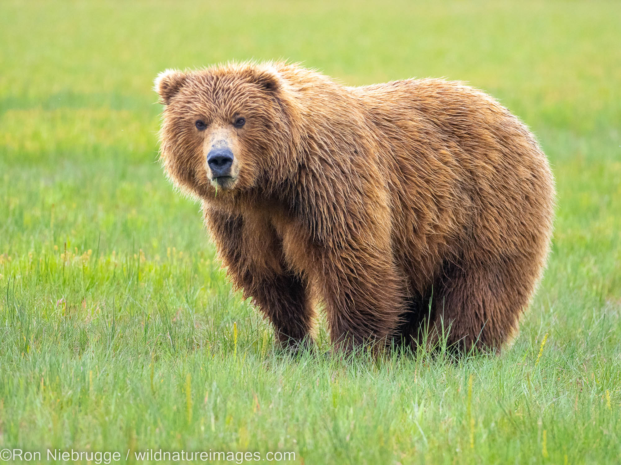 Brown / Grizzly Bear, Lake Clark National Park, Alaska.