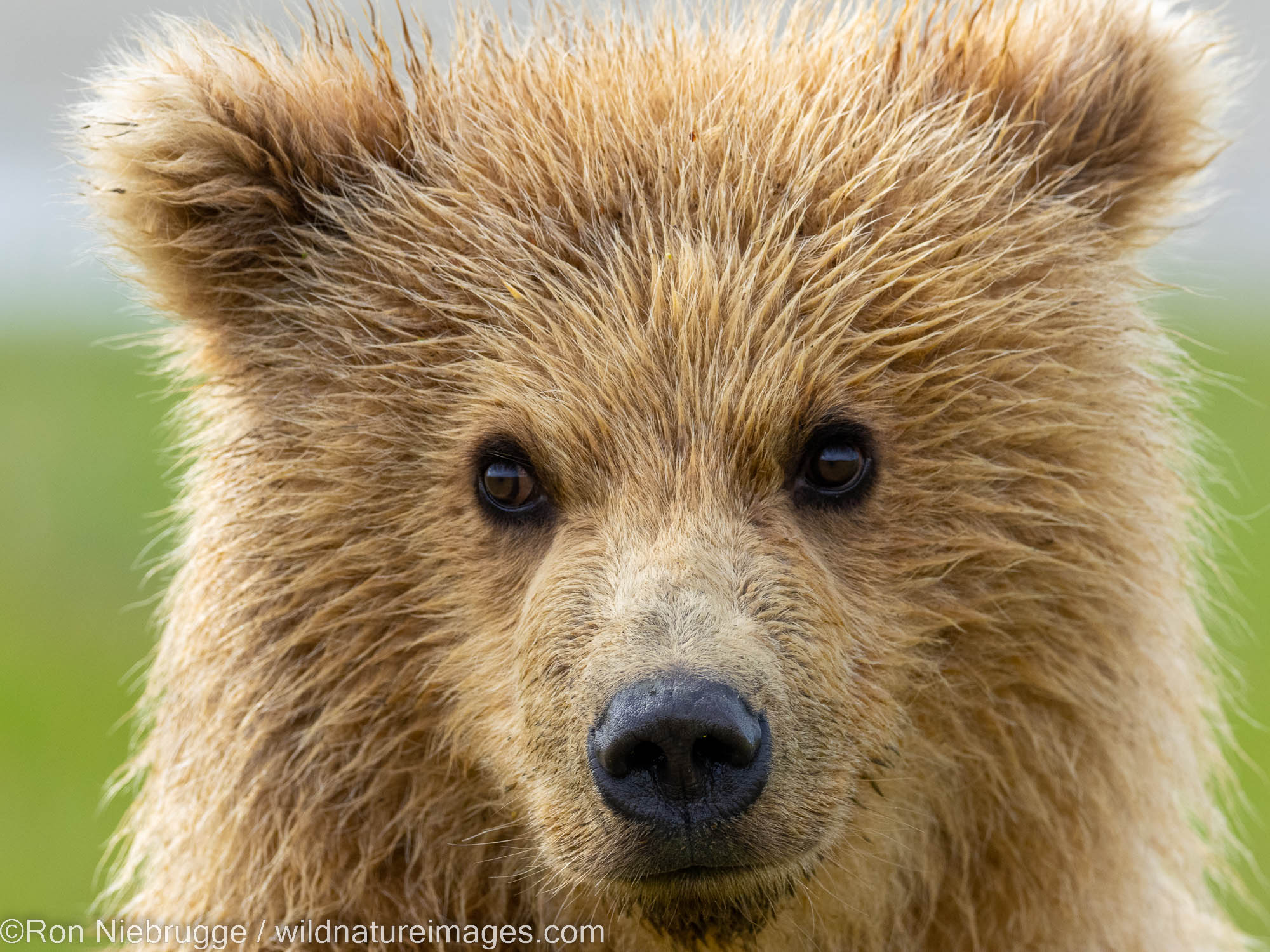 Brown / Grizzly Bear, Lake Clark National Park, Alaska.