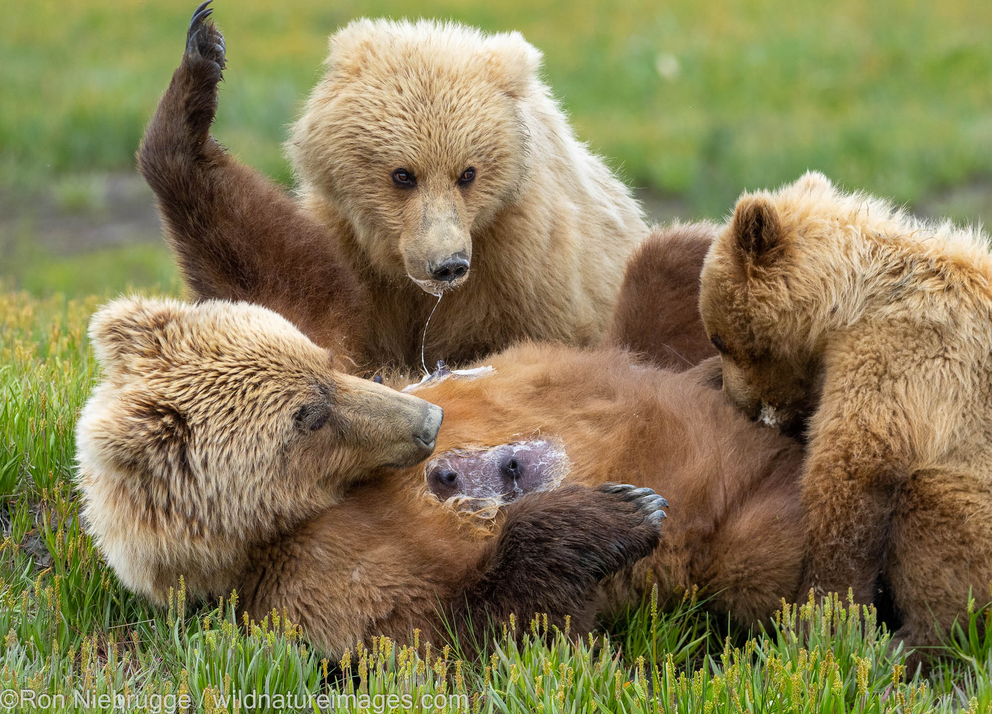 Brown / Grizzly Bear nursing cubs, Lake Clark National Park, Alaska.