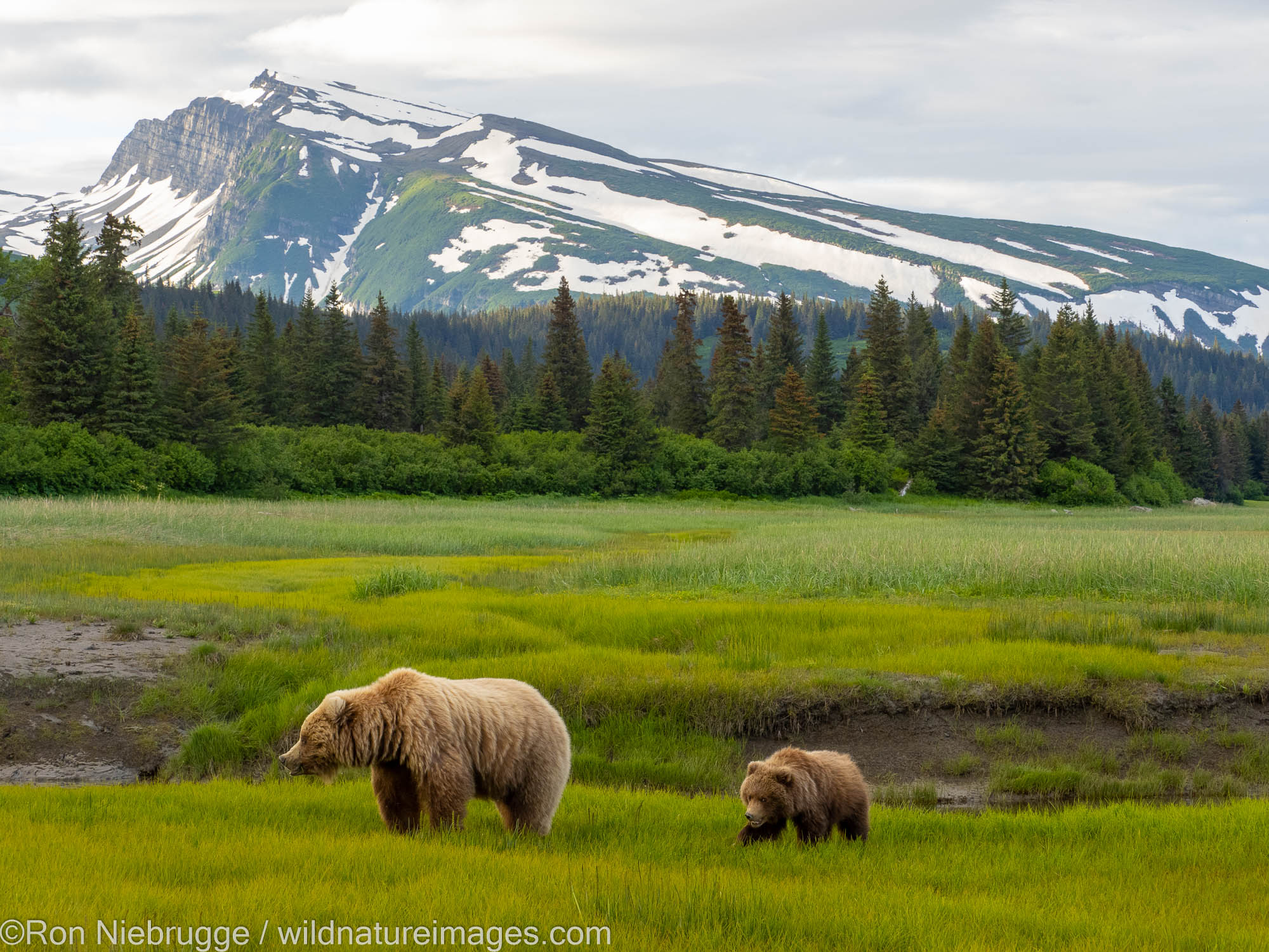 Brown / Grizzly Bear, Lake Clark National Park, Alaska.