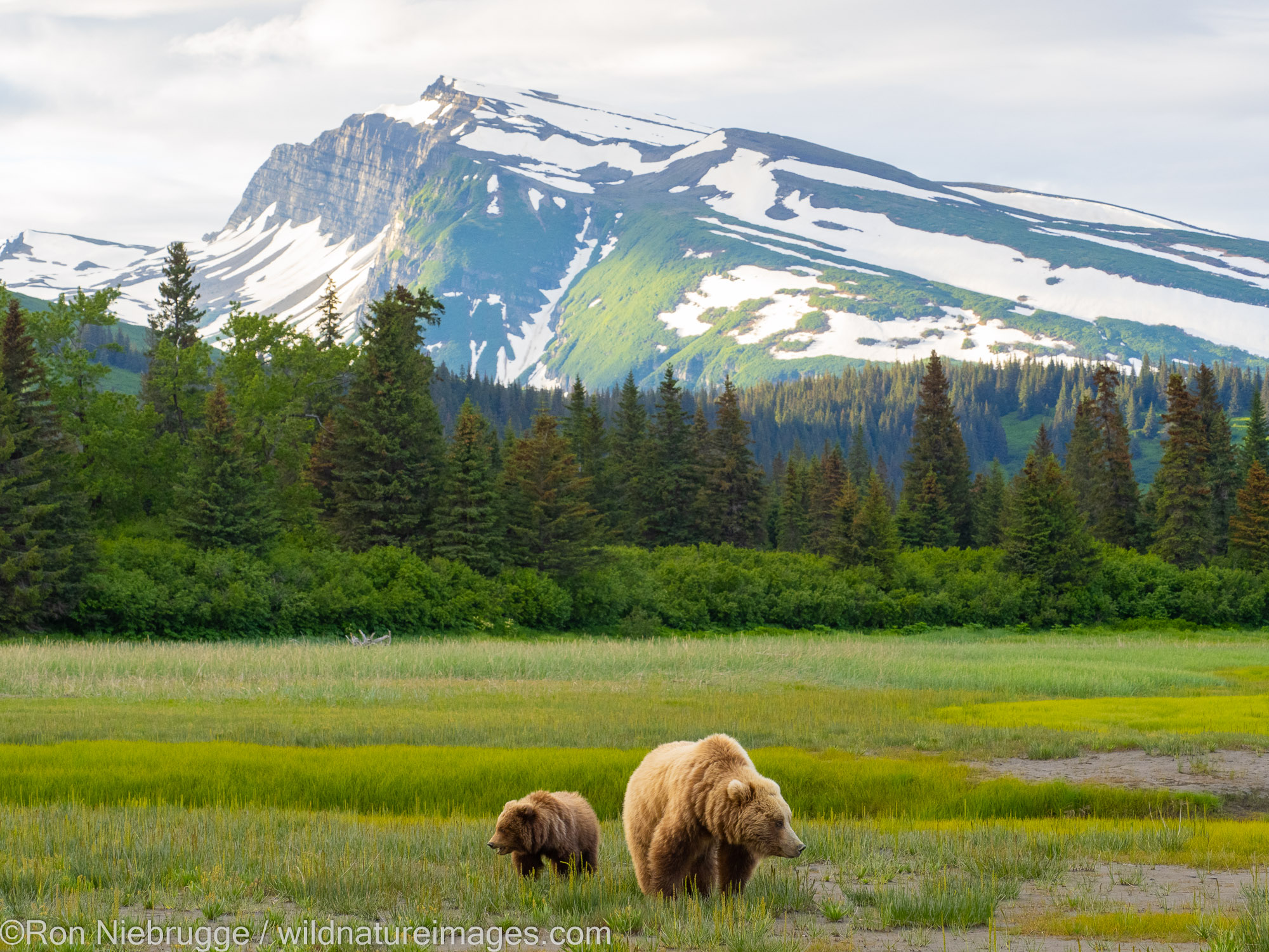 Brown / Grizzly Bear, Lake Clark National Park, Alaska.