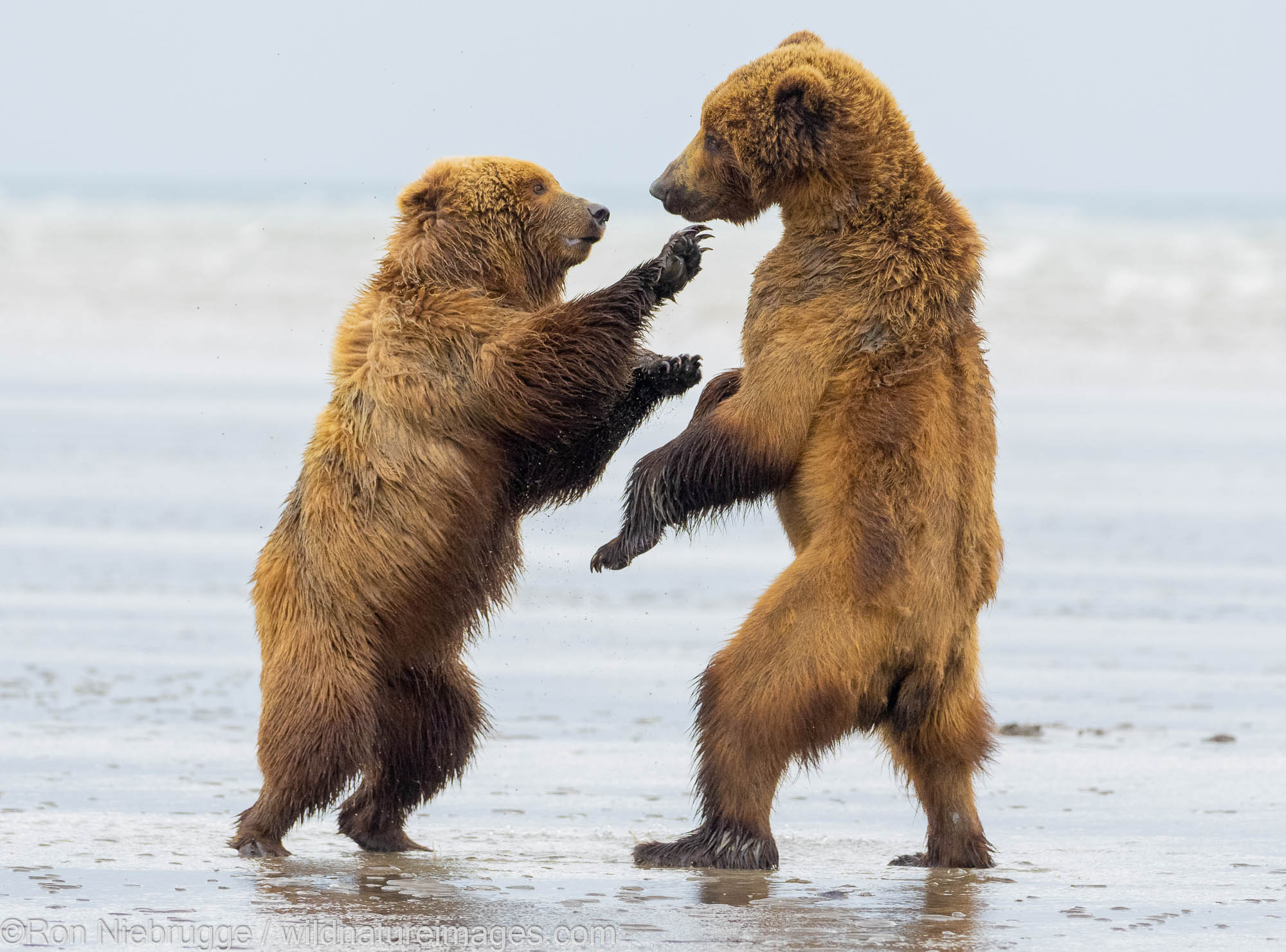 Brown / Grizzly Bear, Lake Clark National Park, Alaska.