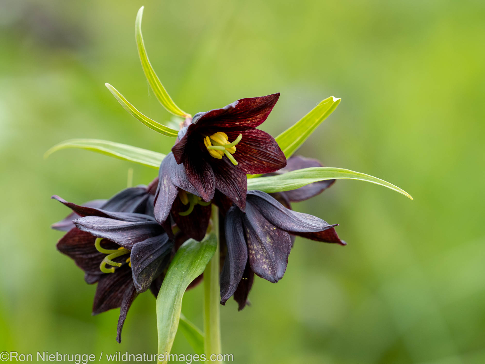 Chocolate Lily, Lake Clark National Park, Alaska.