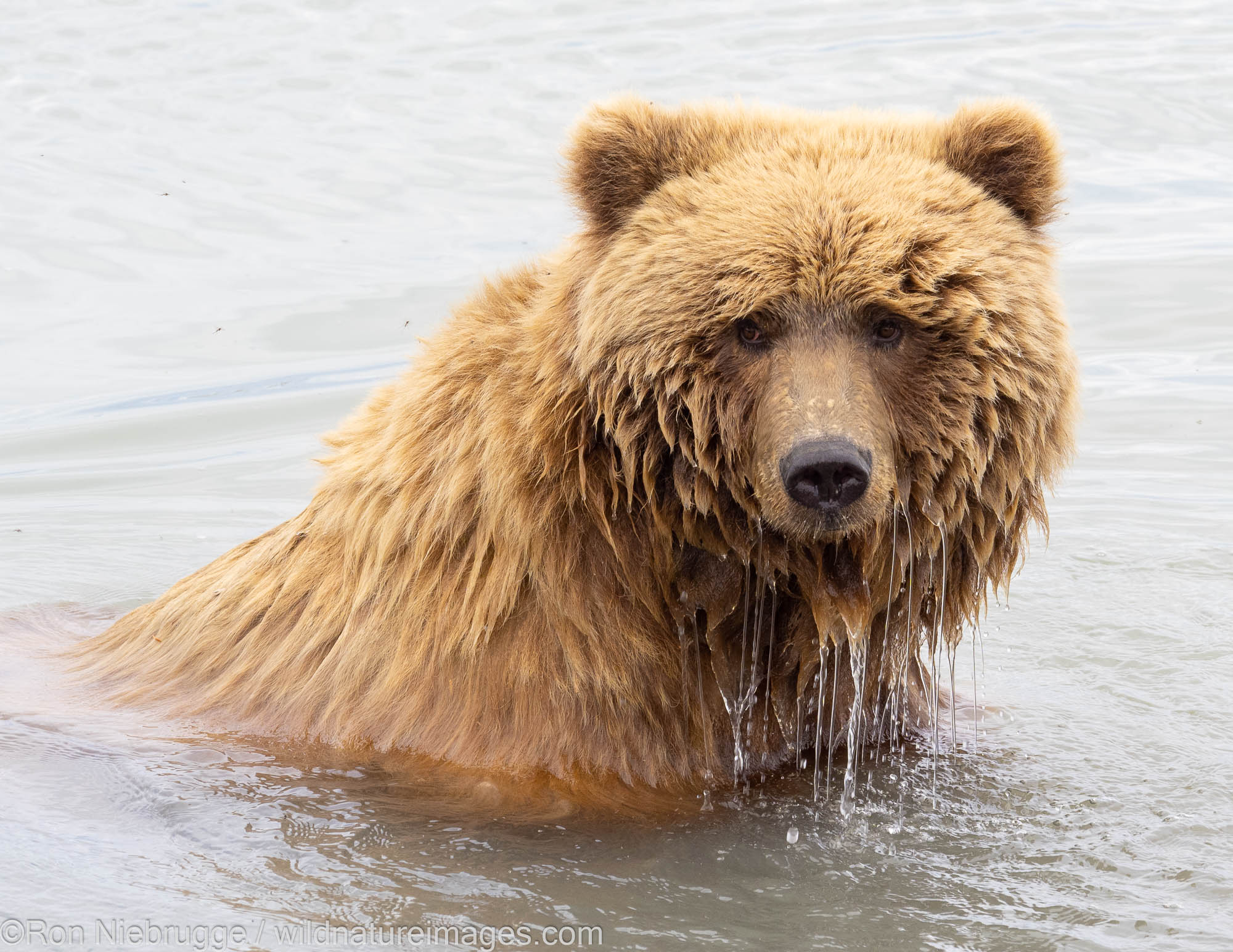 Brown / Grizzly Bear, Lake Clark National Park, Alaska.