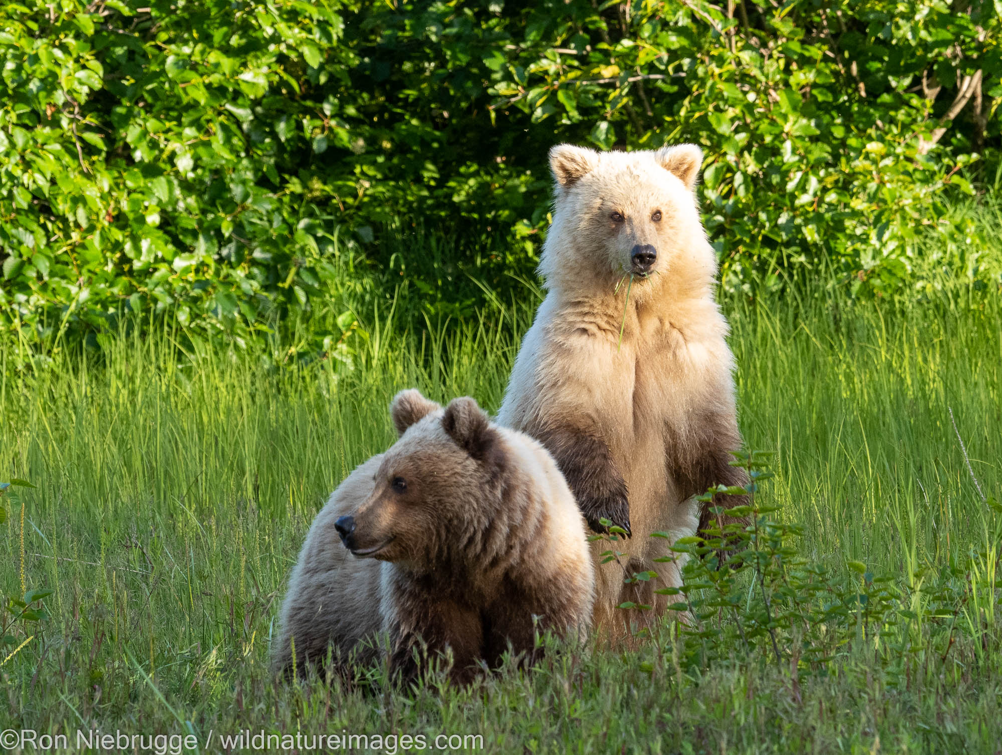 Brown / Grizzly Bear, Lake Clark National Park, Alaska.