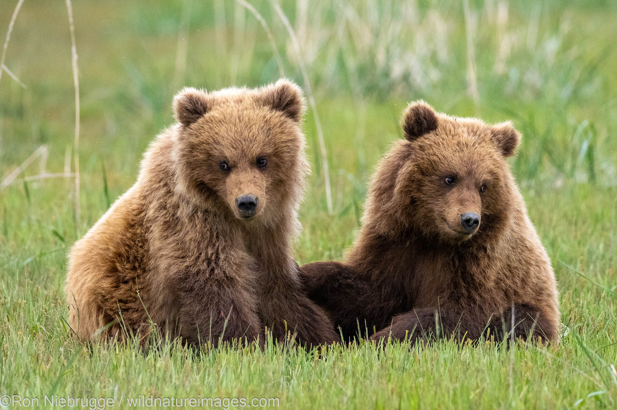 Brown / Grizzly Bear, Lake Clark National Park, Alaska.