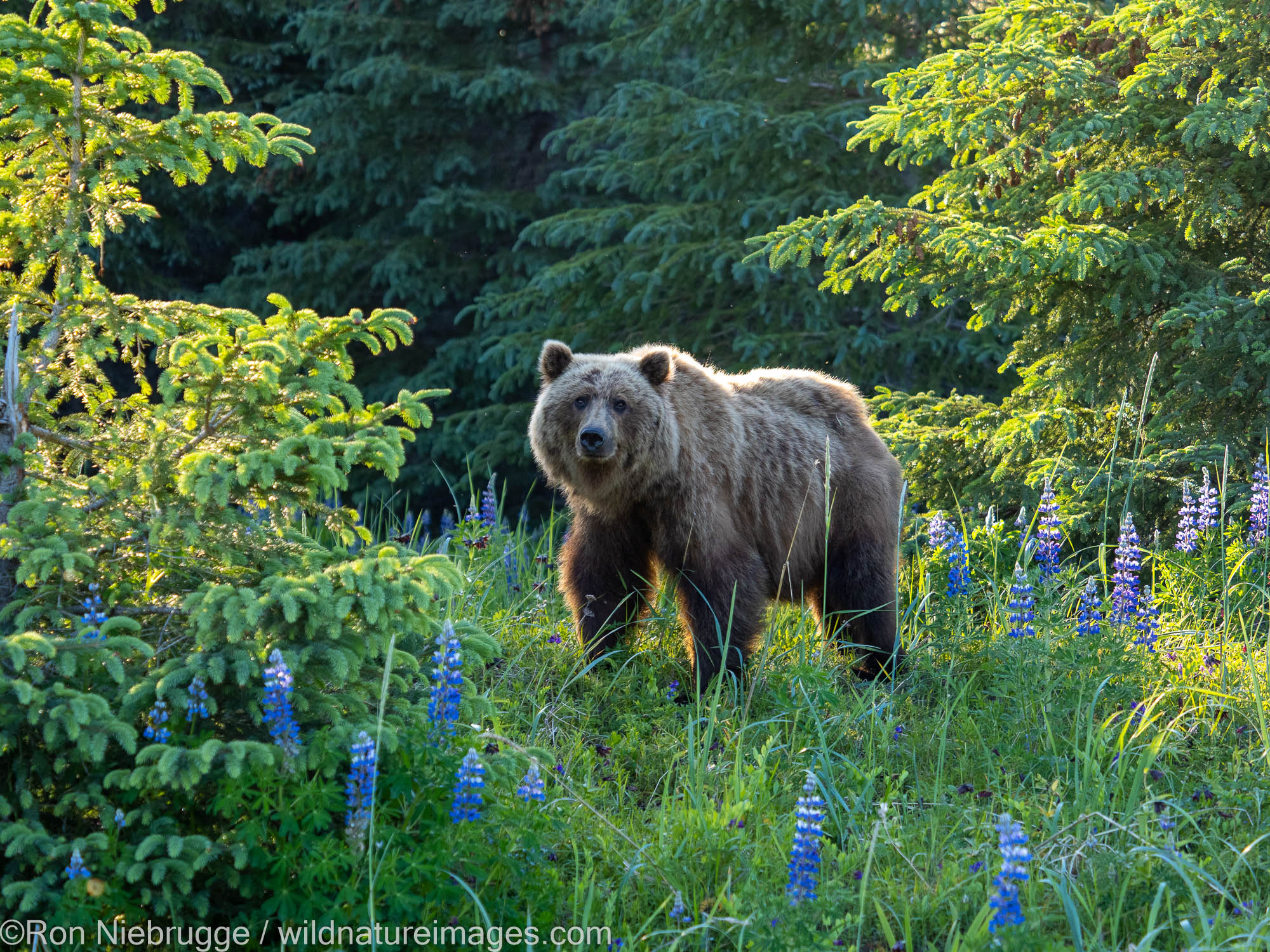 Brown / Grizzly Bear, Lake Clark National Park, Alaska.