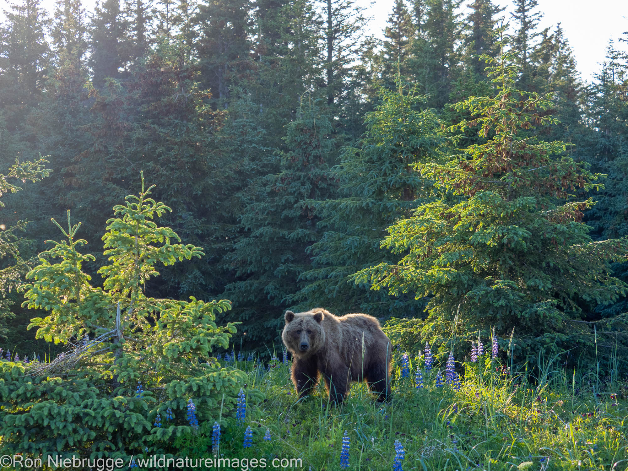 Brown / Grizzly Bear, Lake Clark National Park, Alaska.