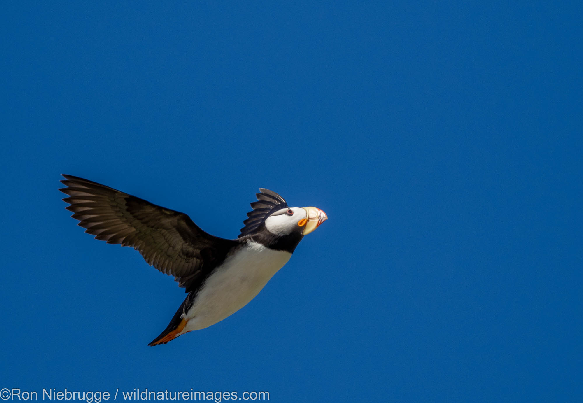 Horned Puffin, Lake Clark National Park, Alaska.