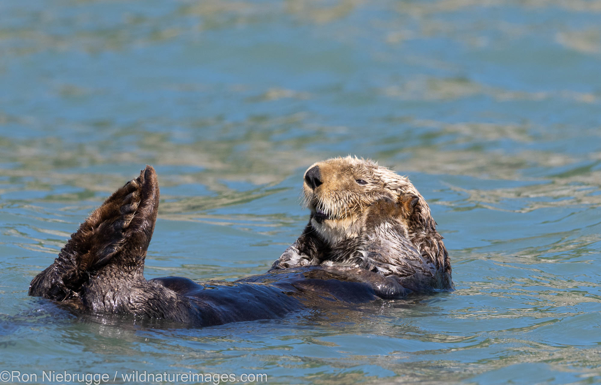 Sea otter, Lake Clark National Park, Alaska.