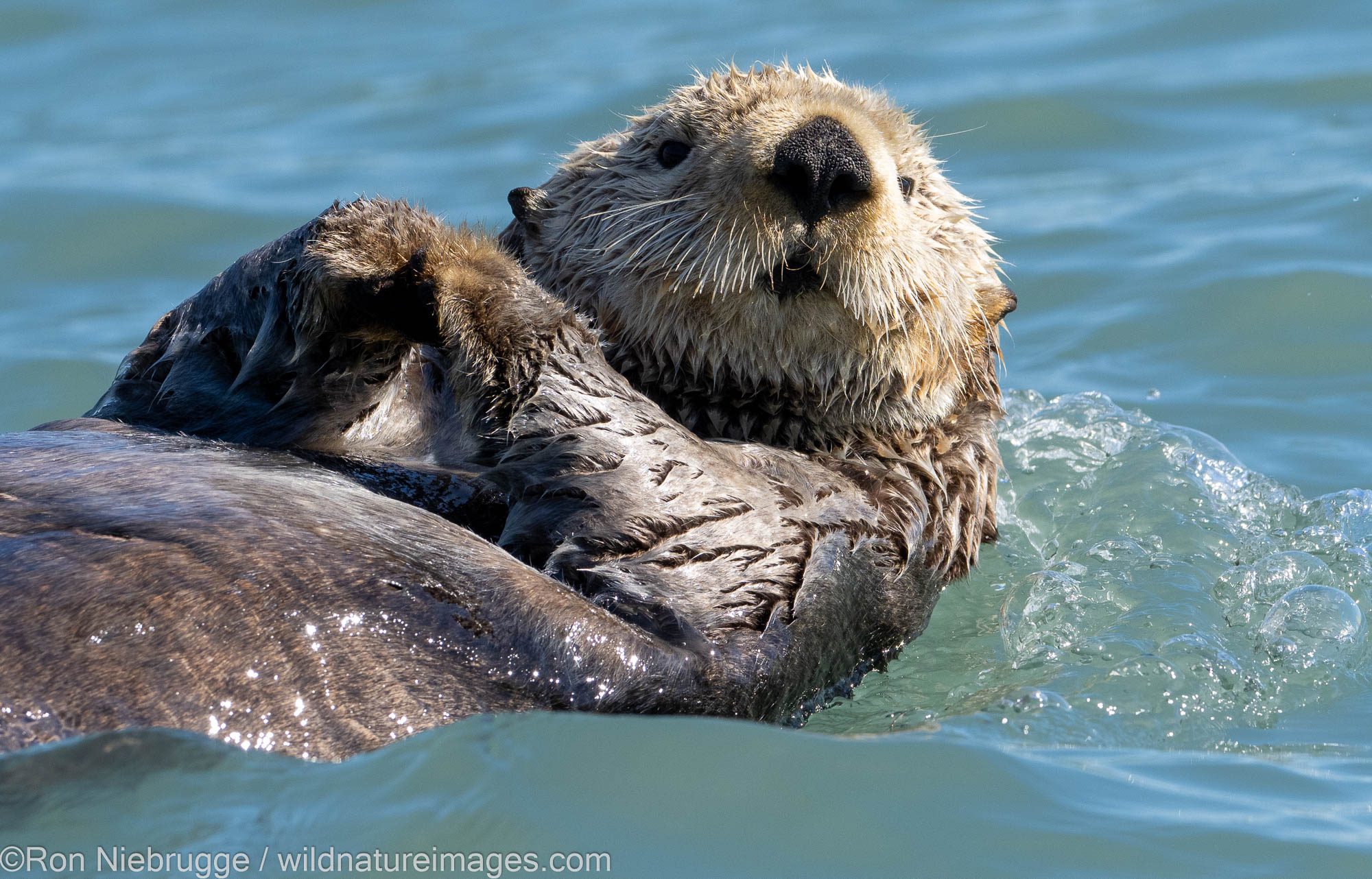 Sea otter, Lake Clark National Park, Alaska.