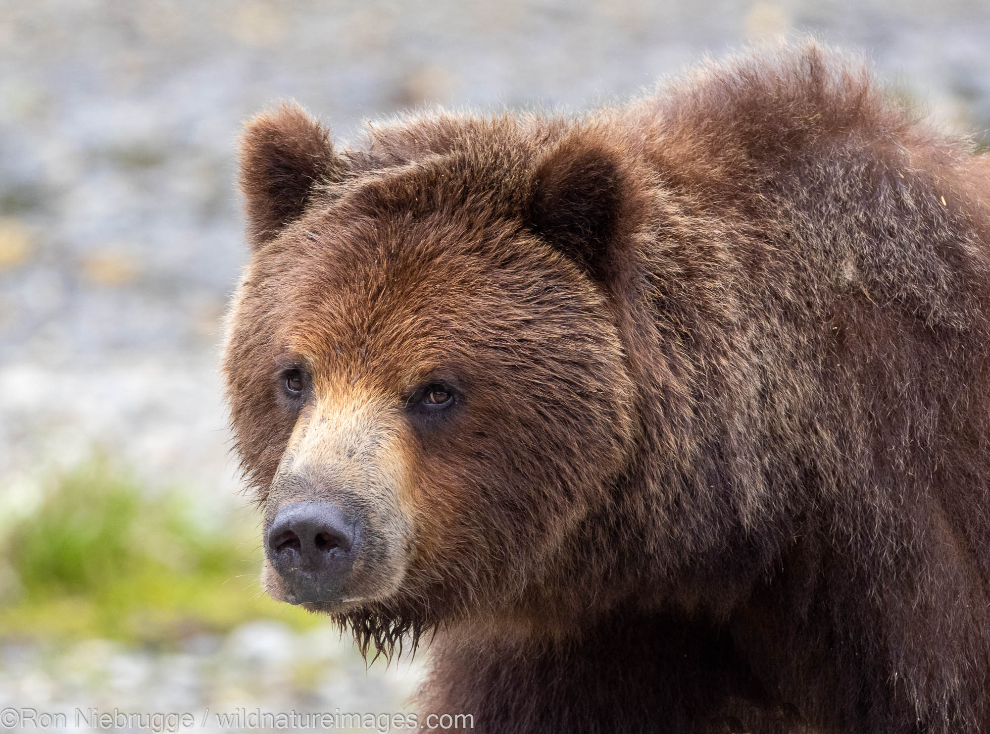 Brown bear, Stan Price Wilderness Sanctuary, Pack Creek, Tongass National Forest, Alaska.