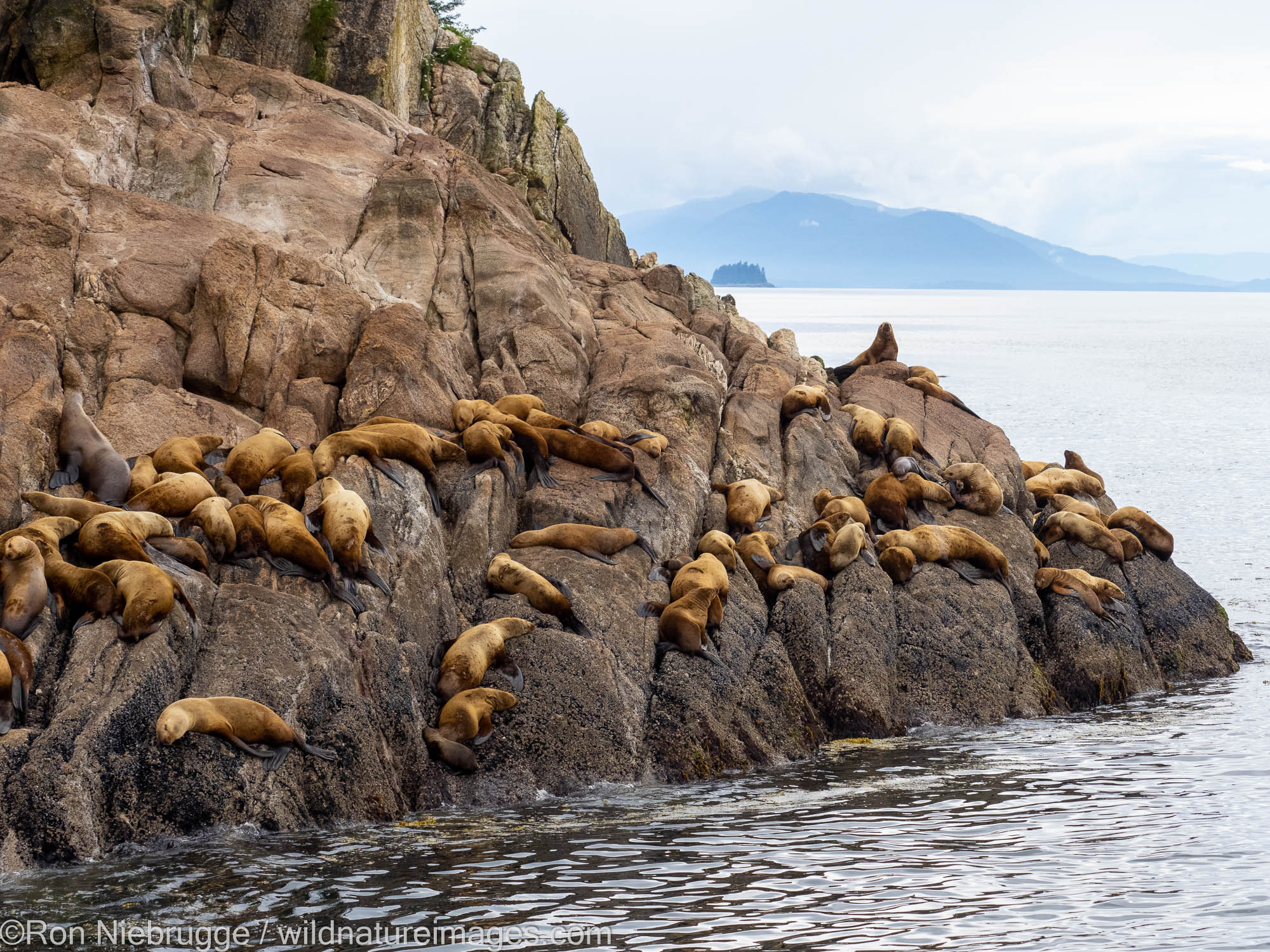 Northern or Steller sea lion, Tongass National Forest, Alaska.  Eumetopias jubatus