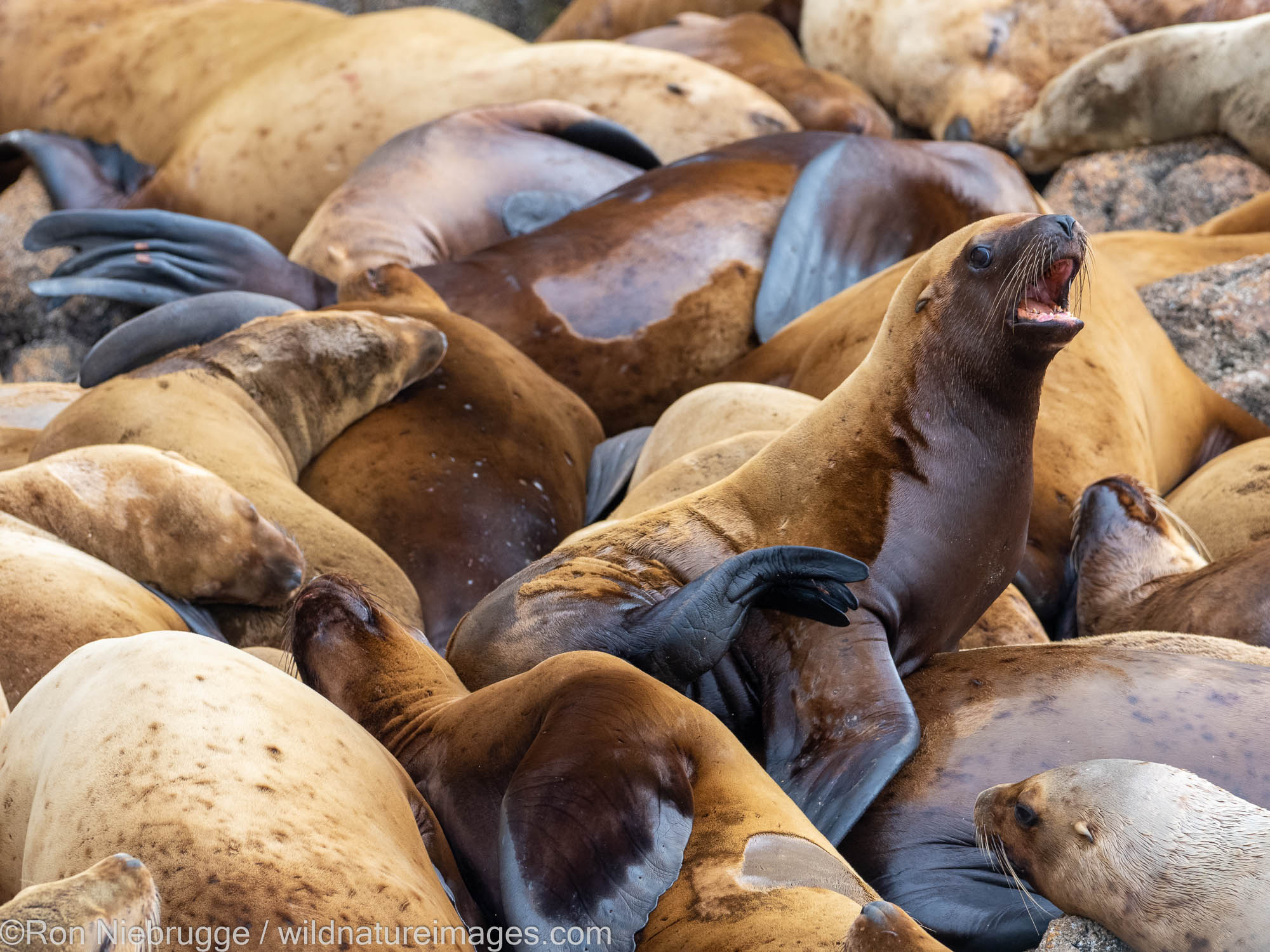 Northern or Steller sea lion, Tongass National Forest, Alaska.  Eumetopias jubatus