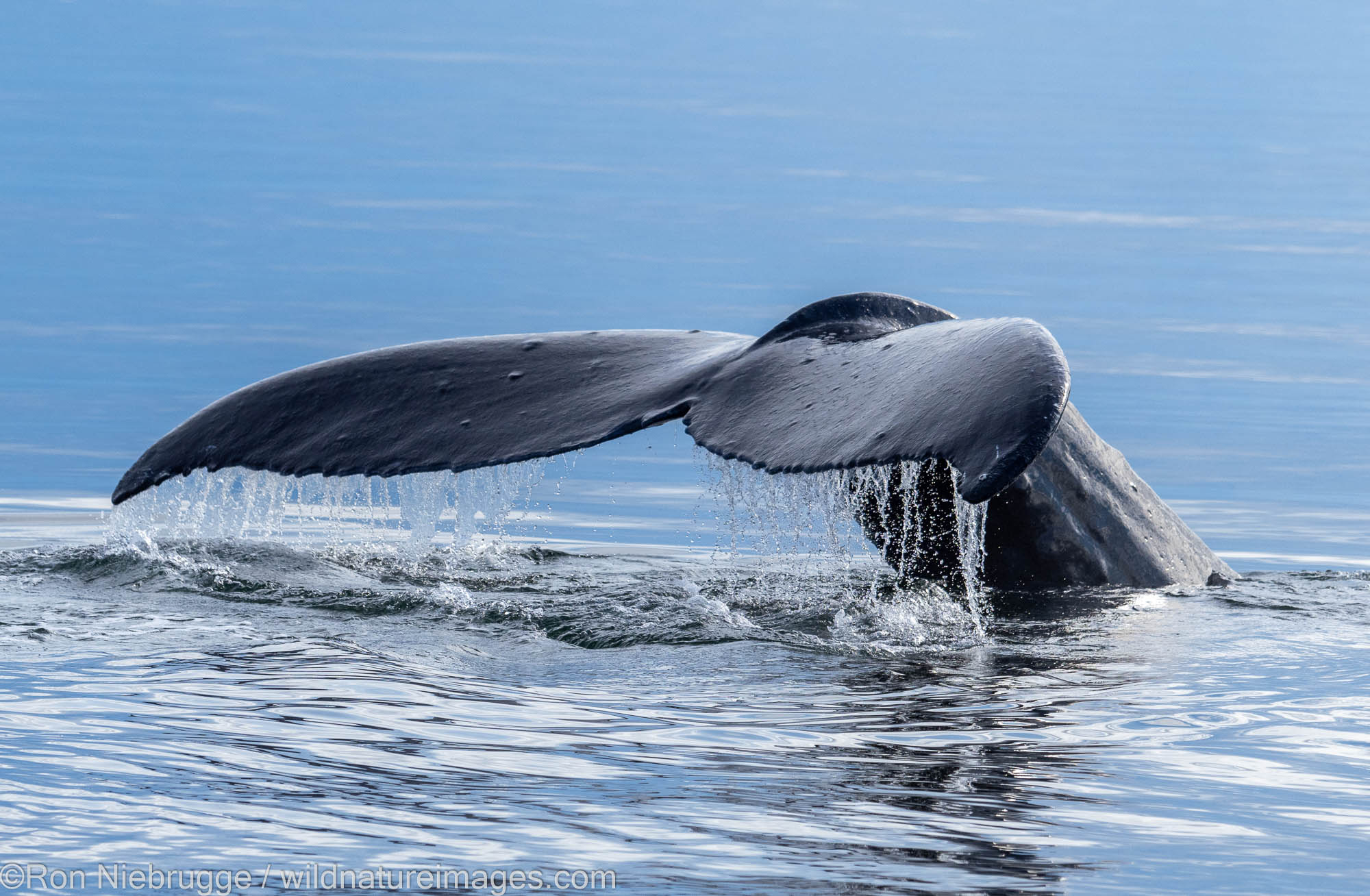 Humpback whale, Tongass National Forest, Alaska.