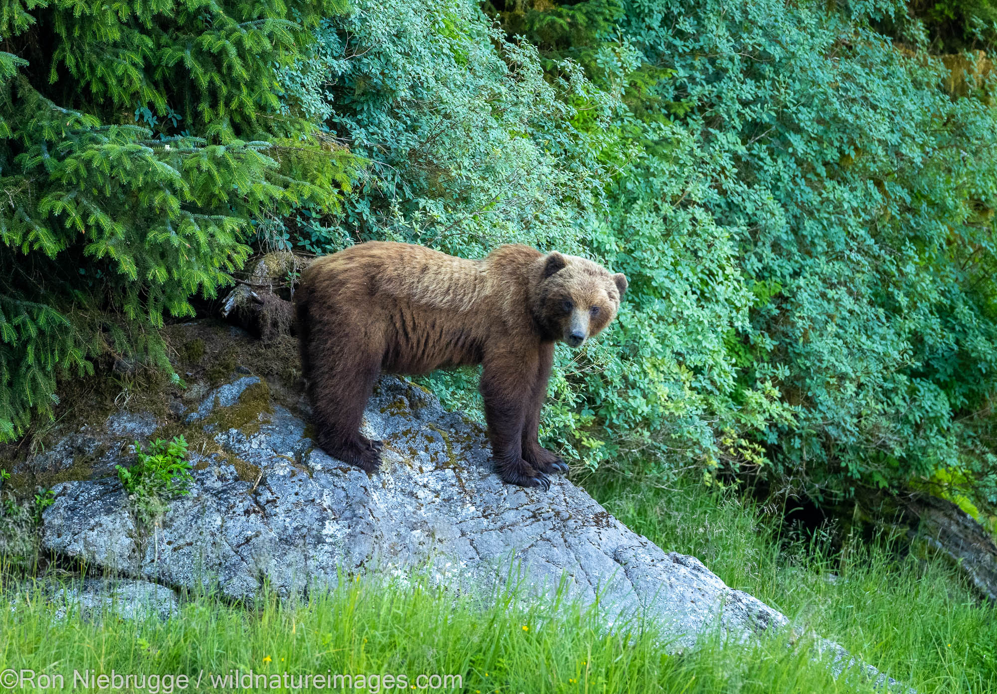Brown bear, Tongass National Forest, Alaska.
